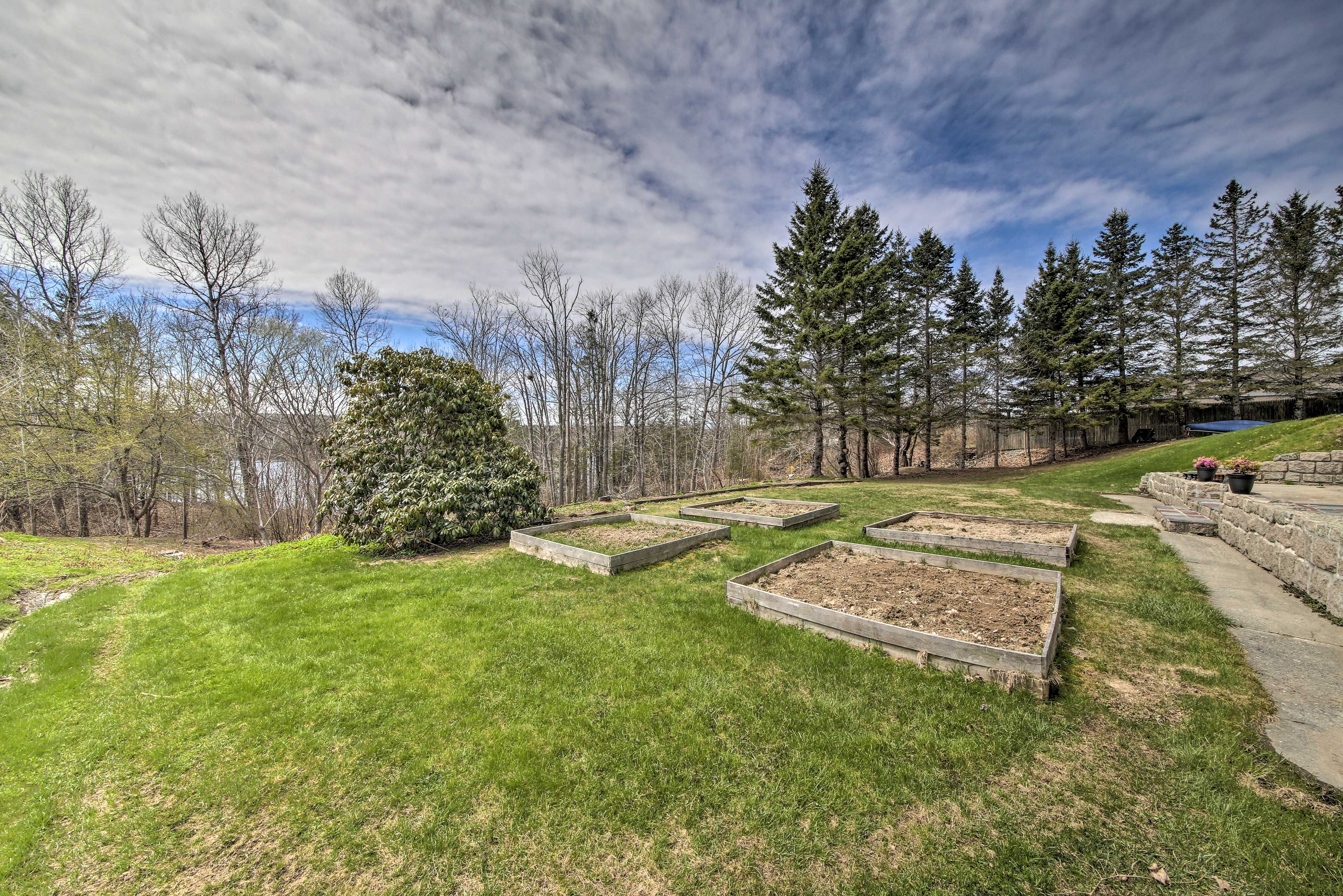 Wooded Backyard