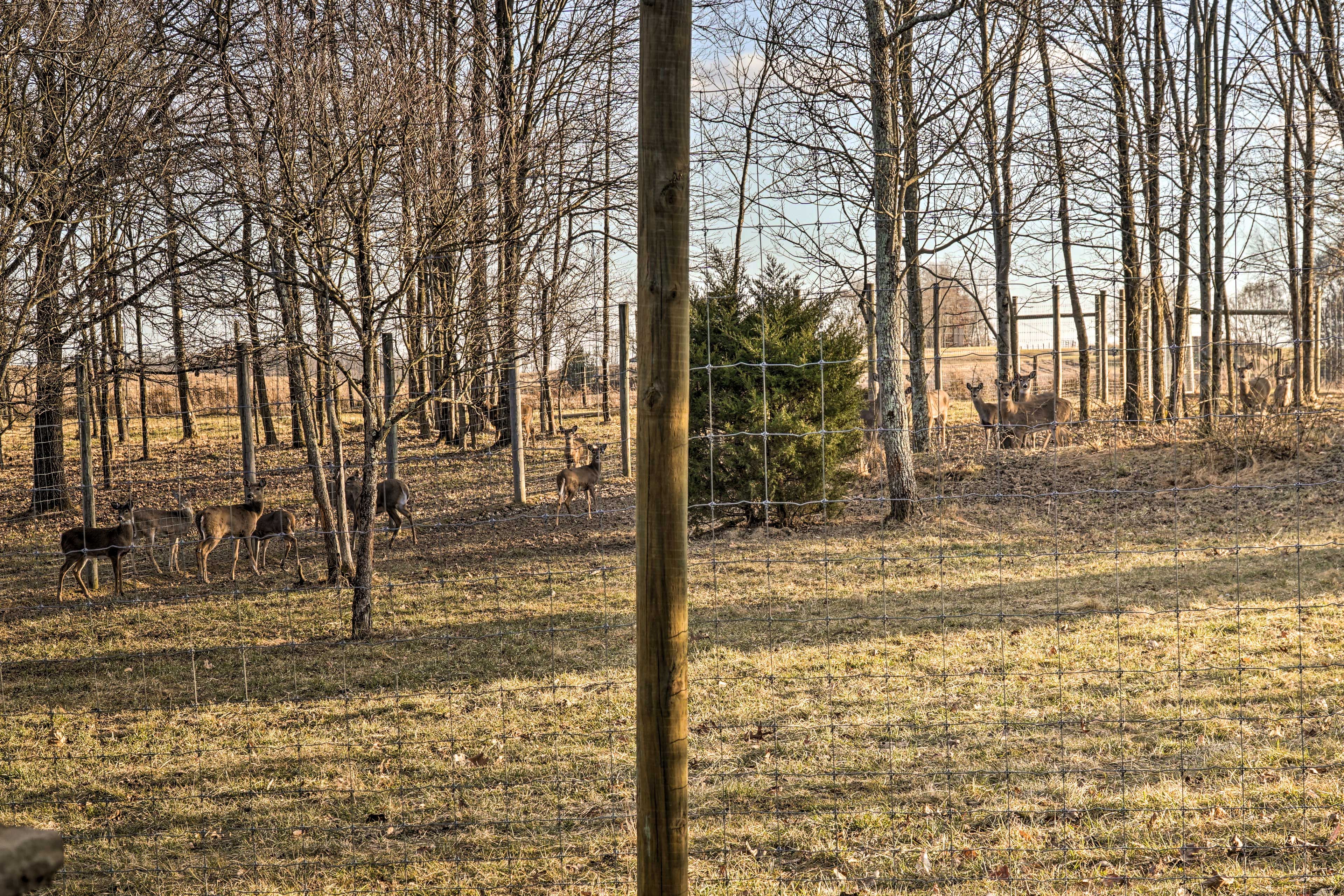 Yard | Wildlife Viewing