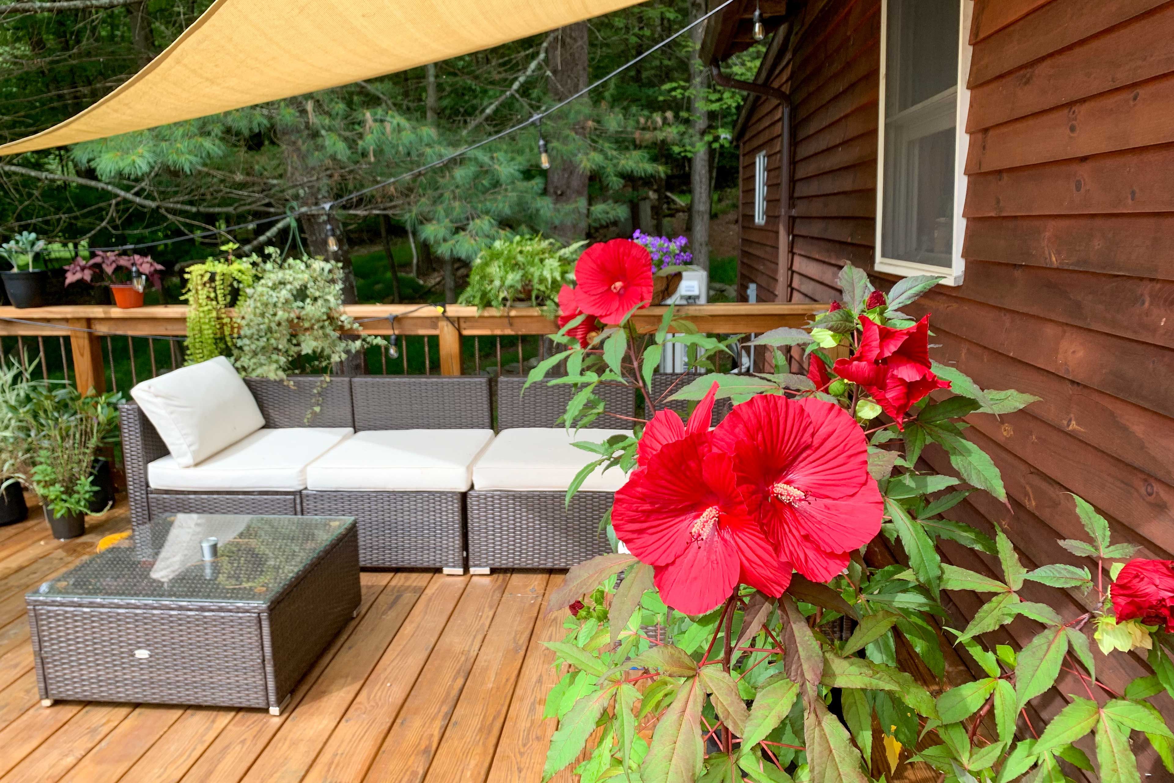 Deck in Summer