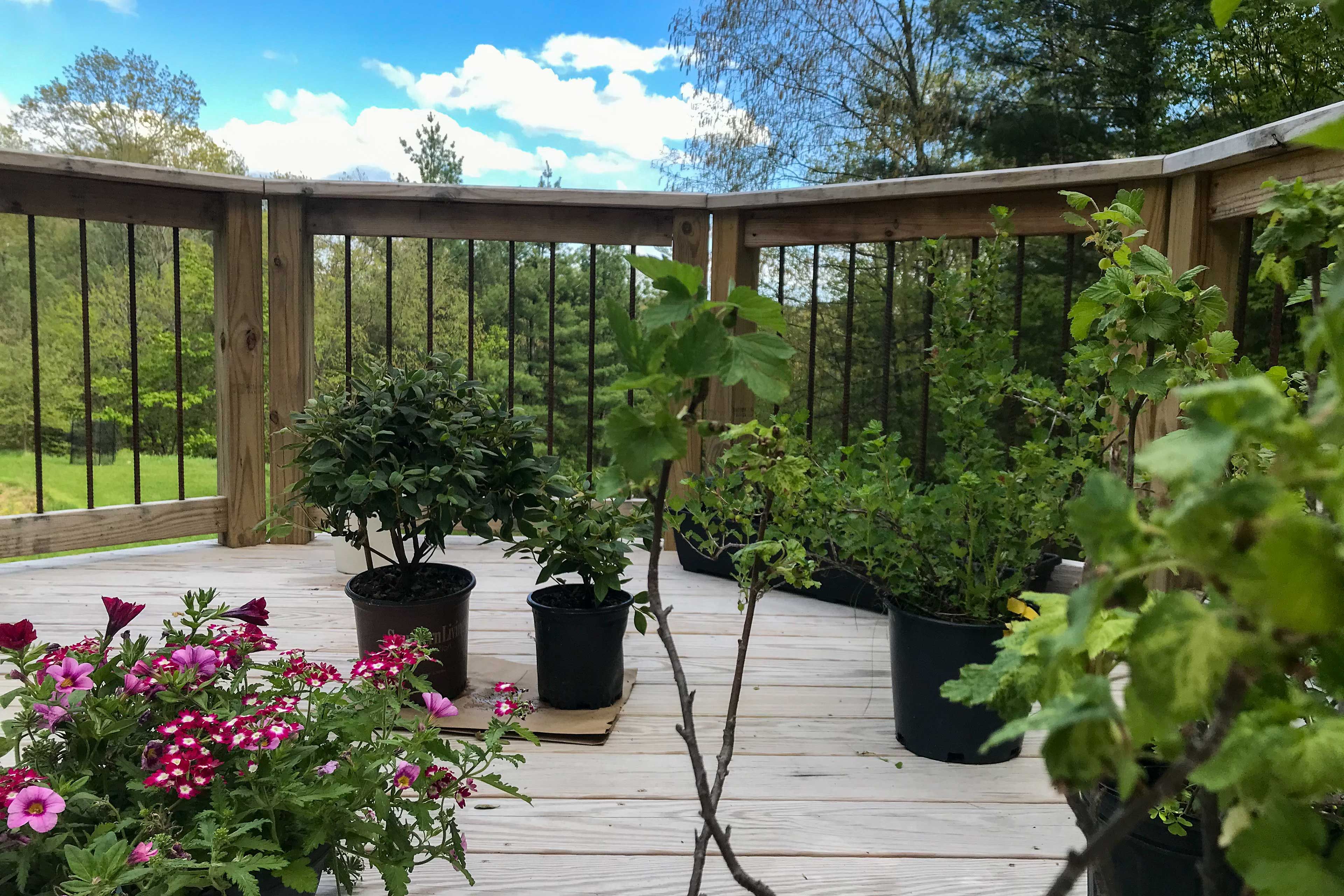 Deck in Summer