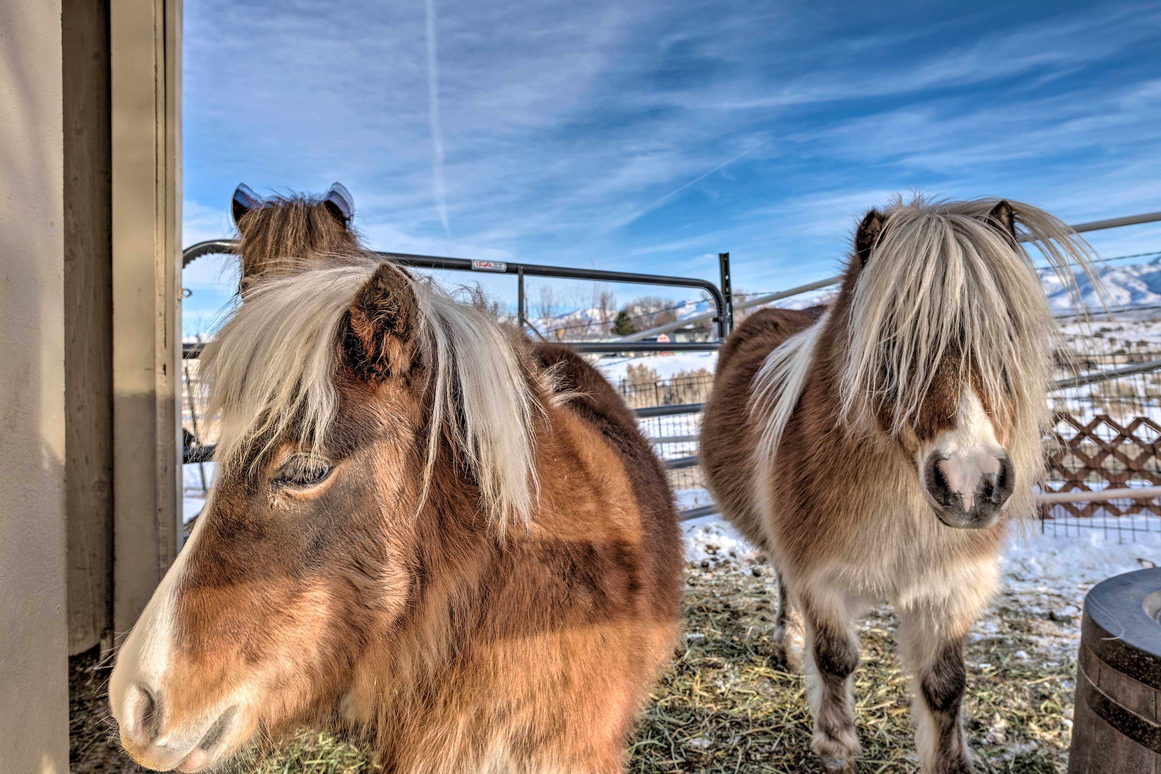 Ponies On-Site