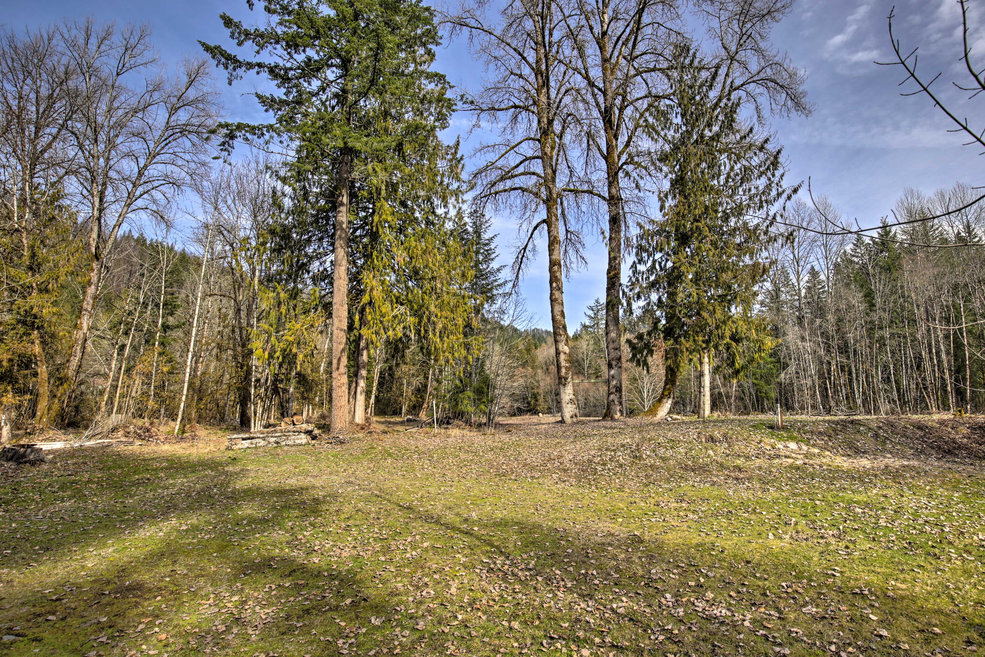 Wooded Backyard