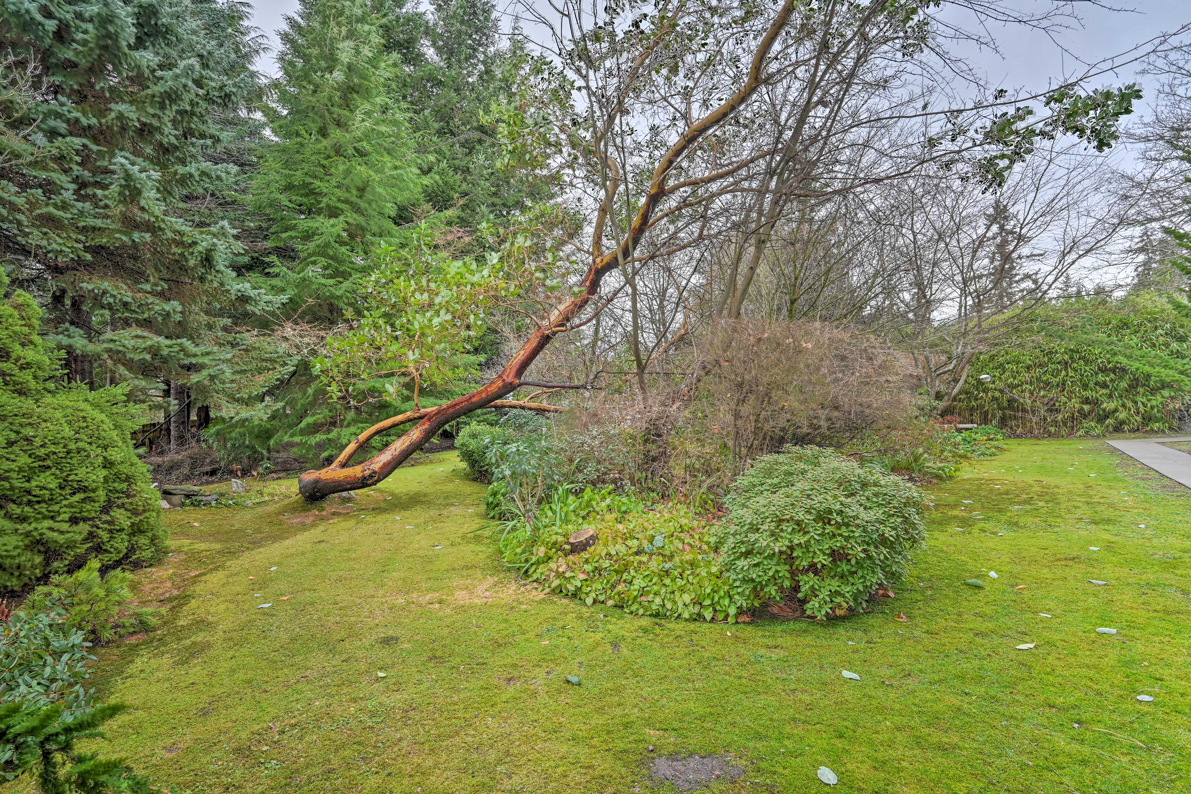 Shared Backyard