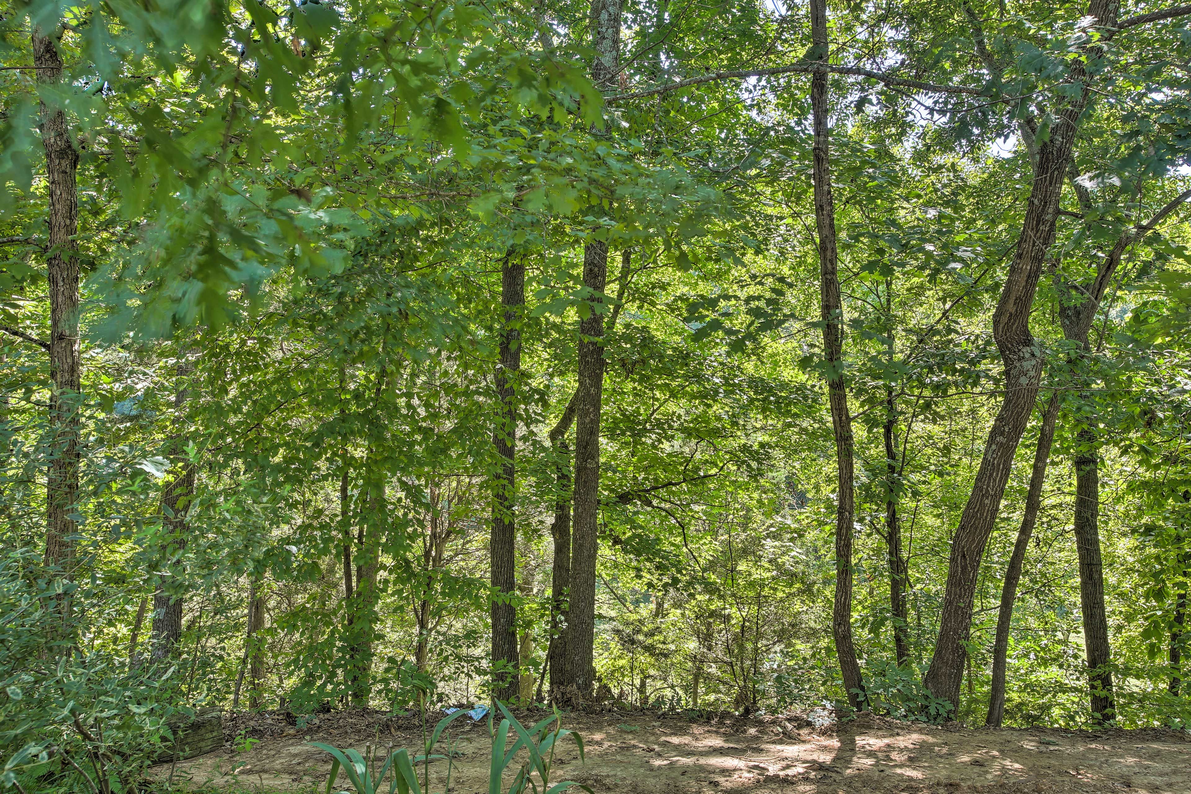 Forest Views