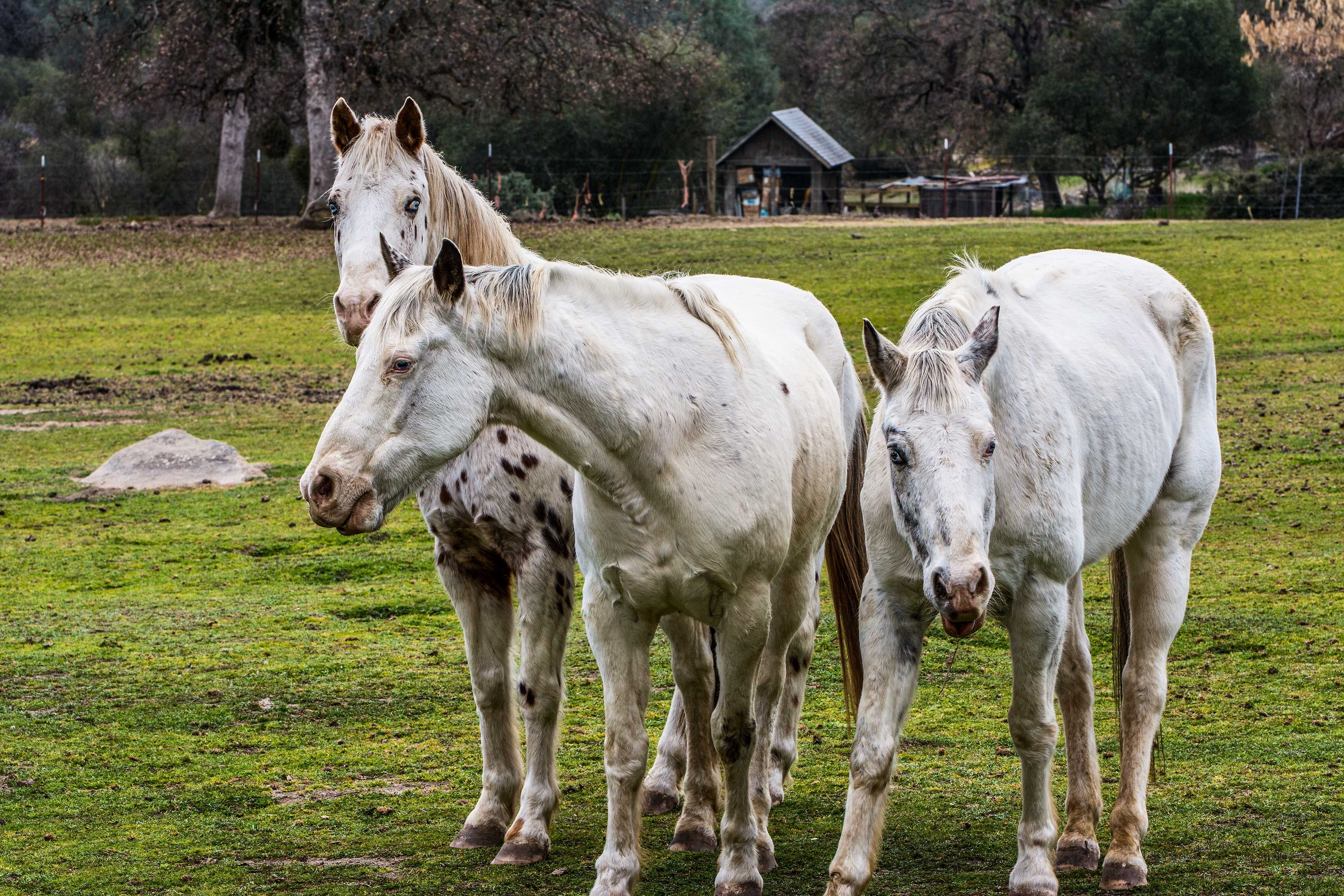 Horse Pasture