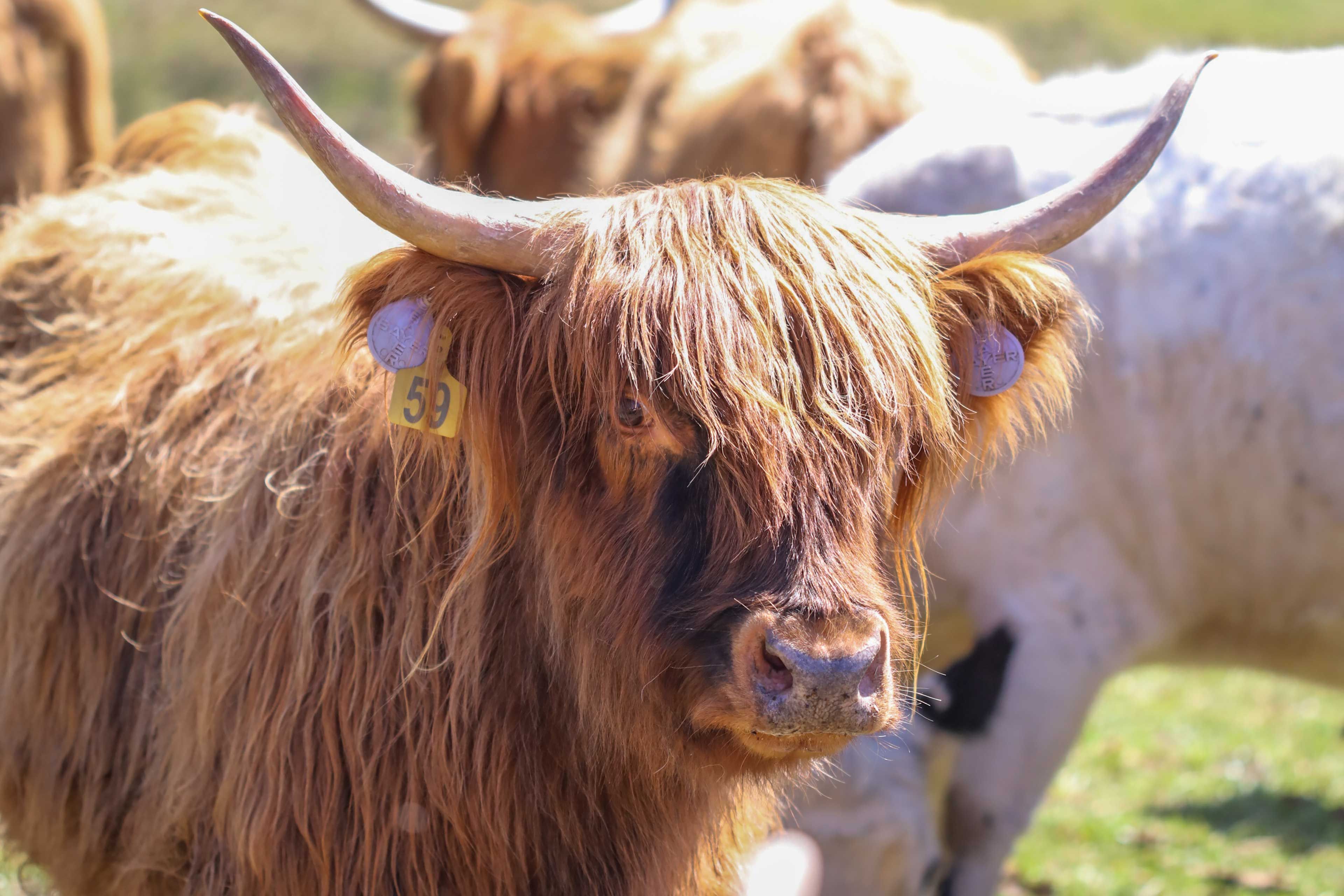 On-Site Cattle