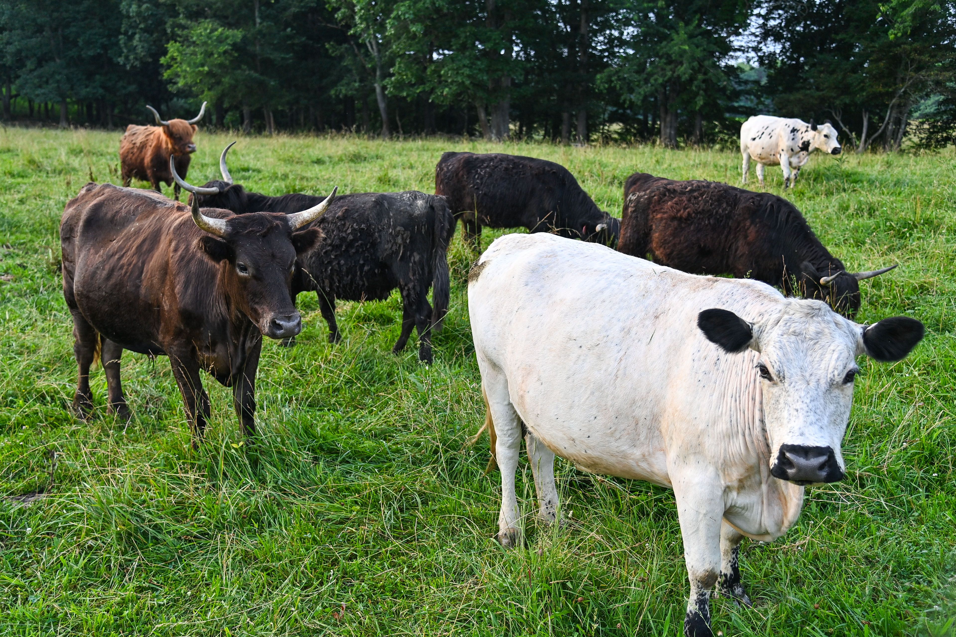 On-Site Cattle