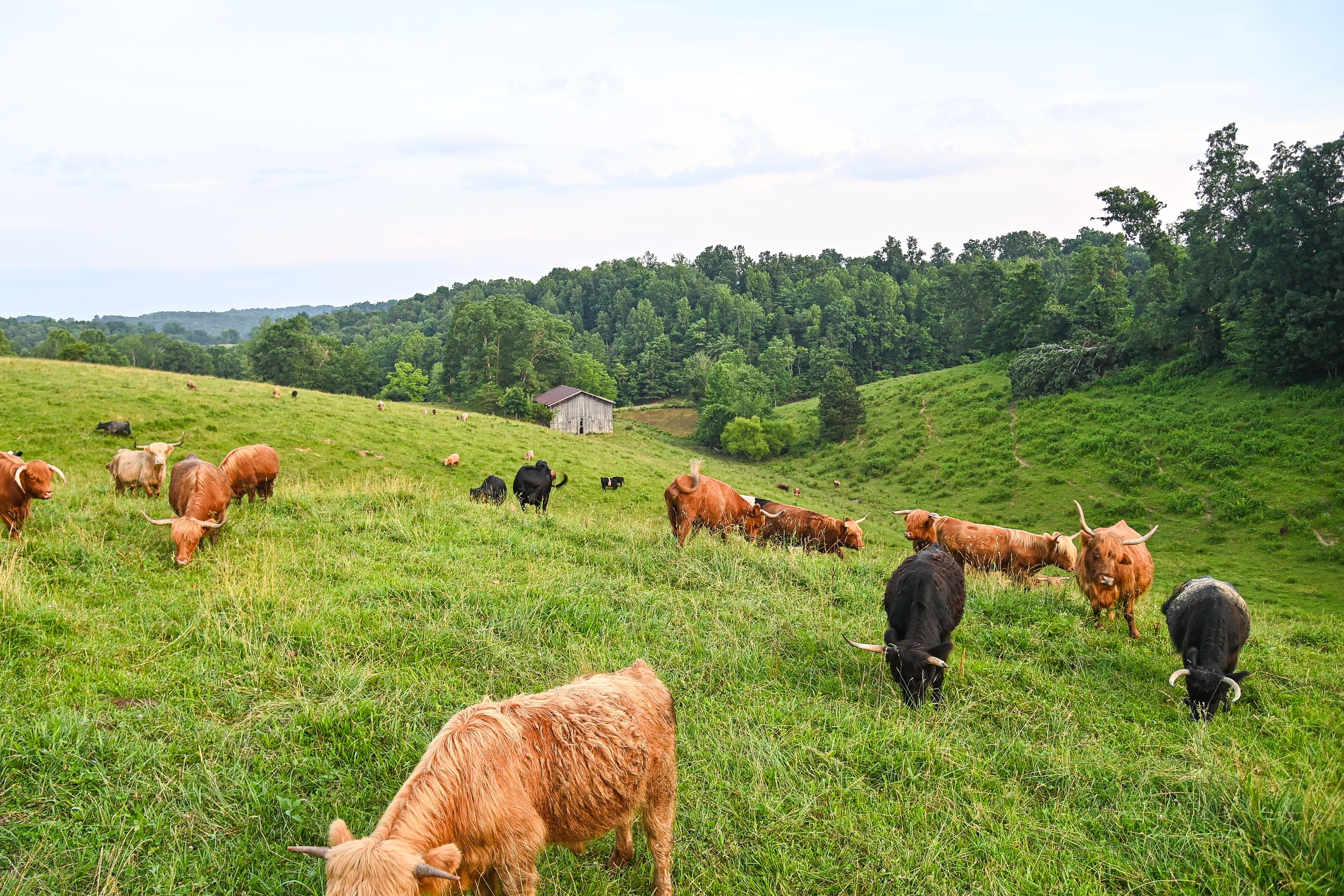 On-Site Cattle | Working 155-Acre Farm | Single-Story Home w/ Loft