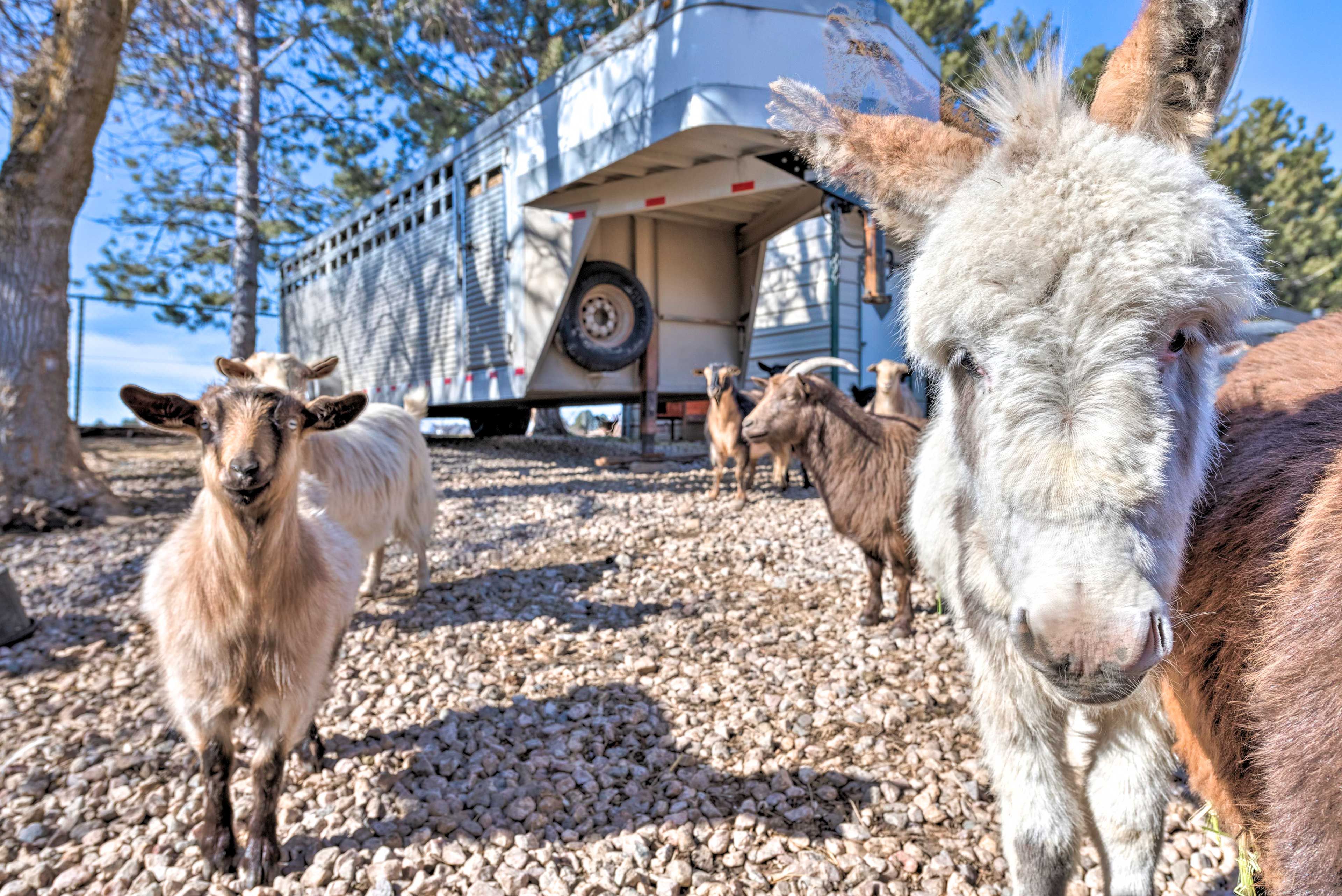 Friendly Neighbors | Located on a Working Farm