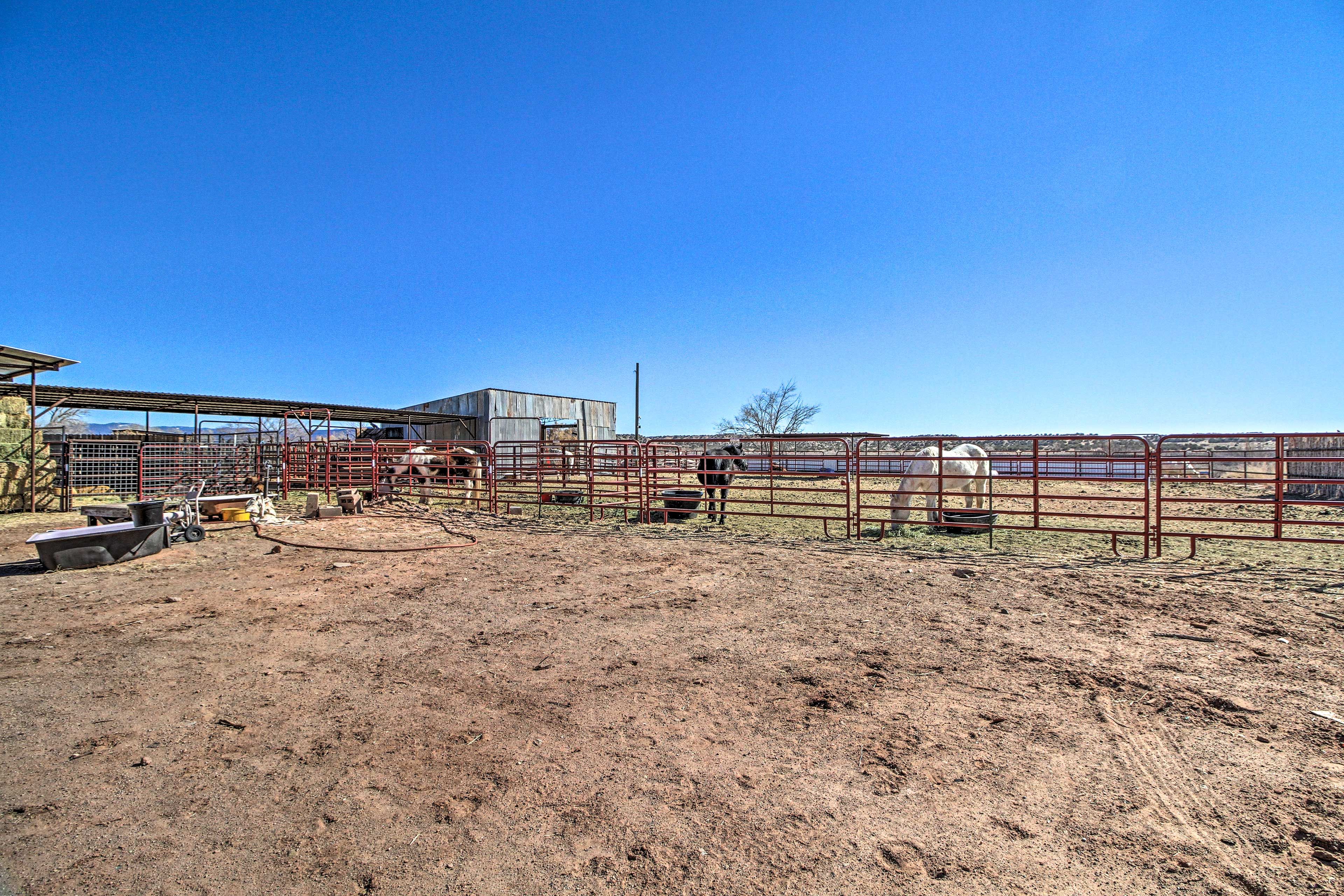 Animals On-Site