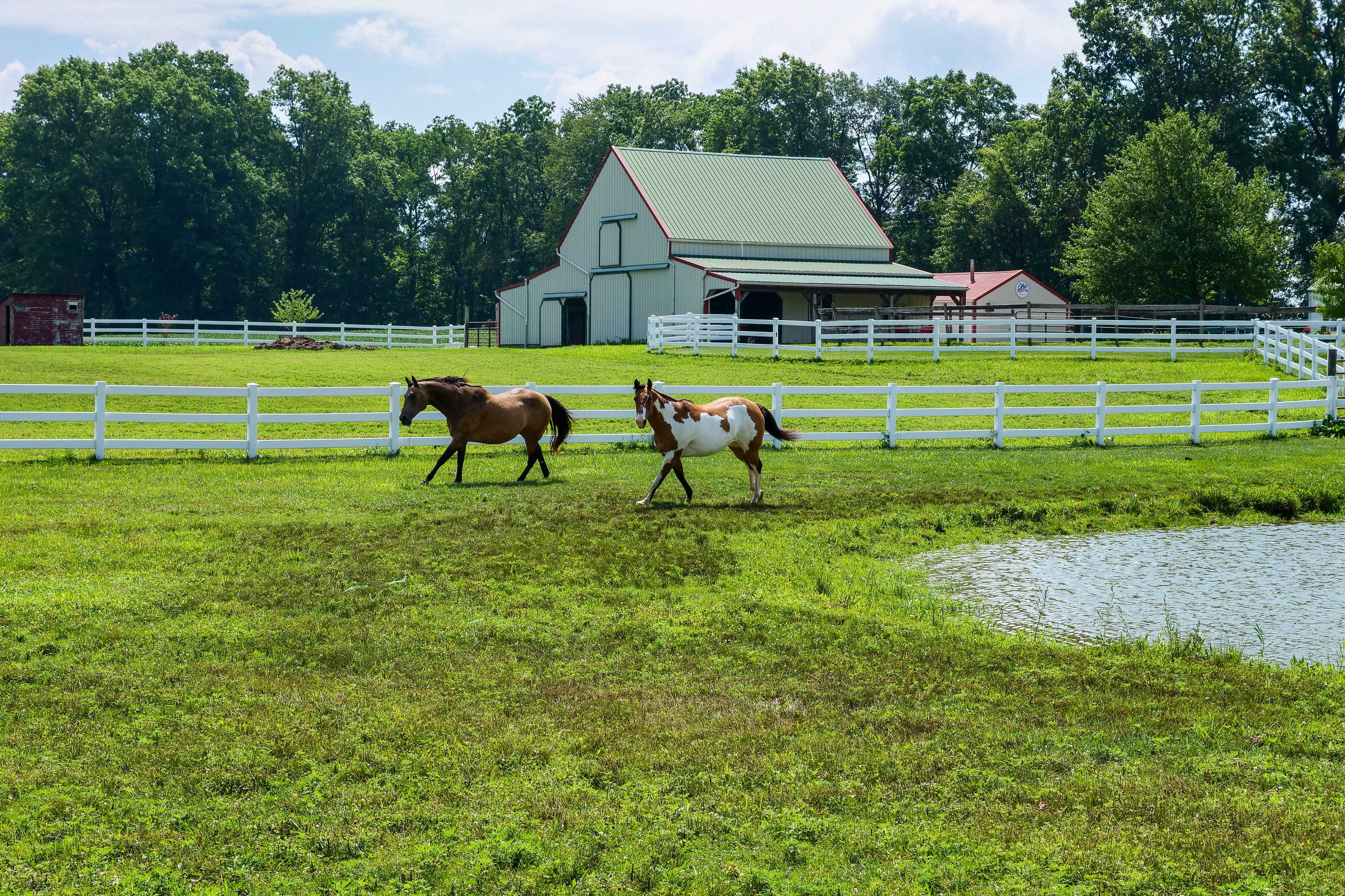 Horse Pasture