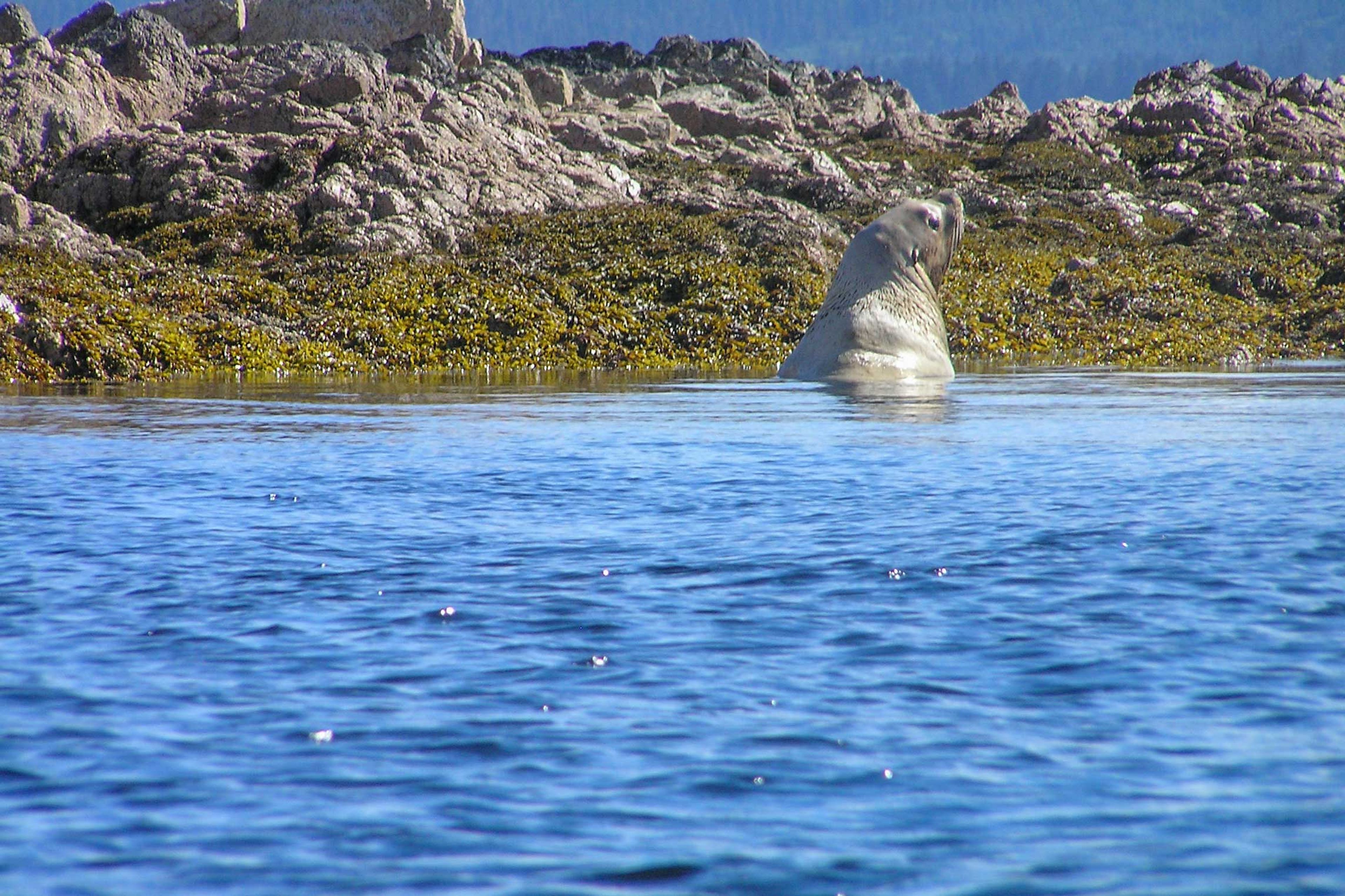 Tenakee Inlet | On-Site Wildlife Viewing