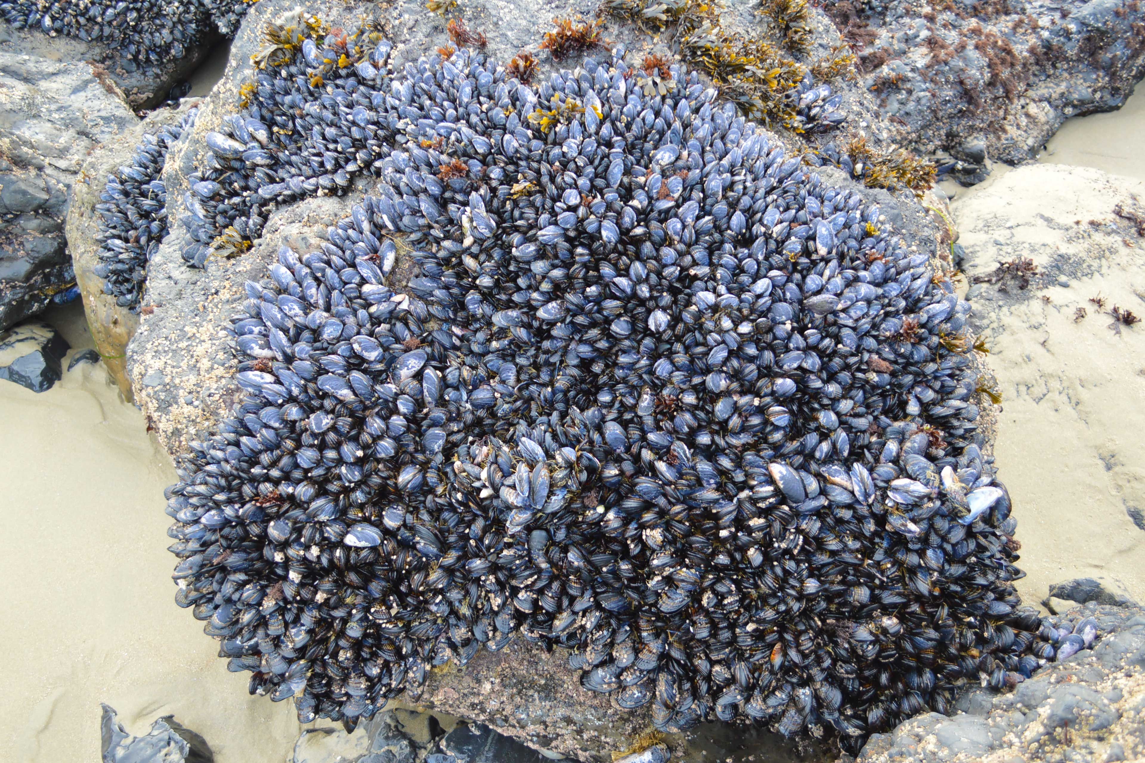 Starfish Cove (0.3 Miles)