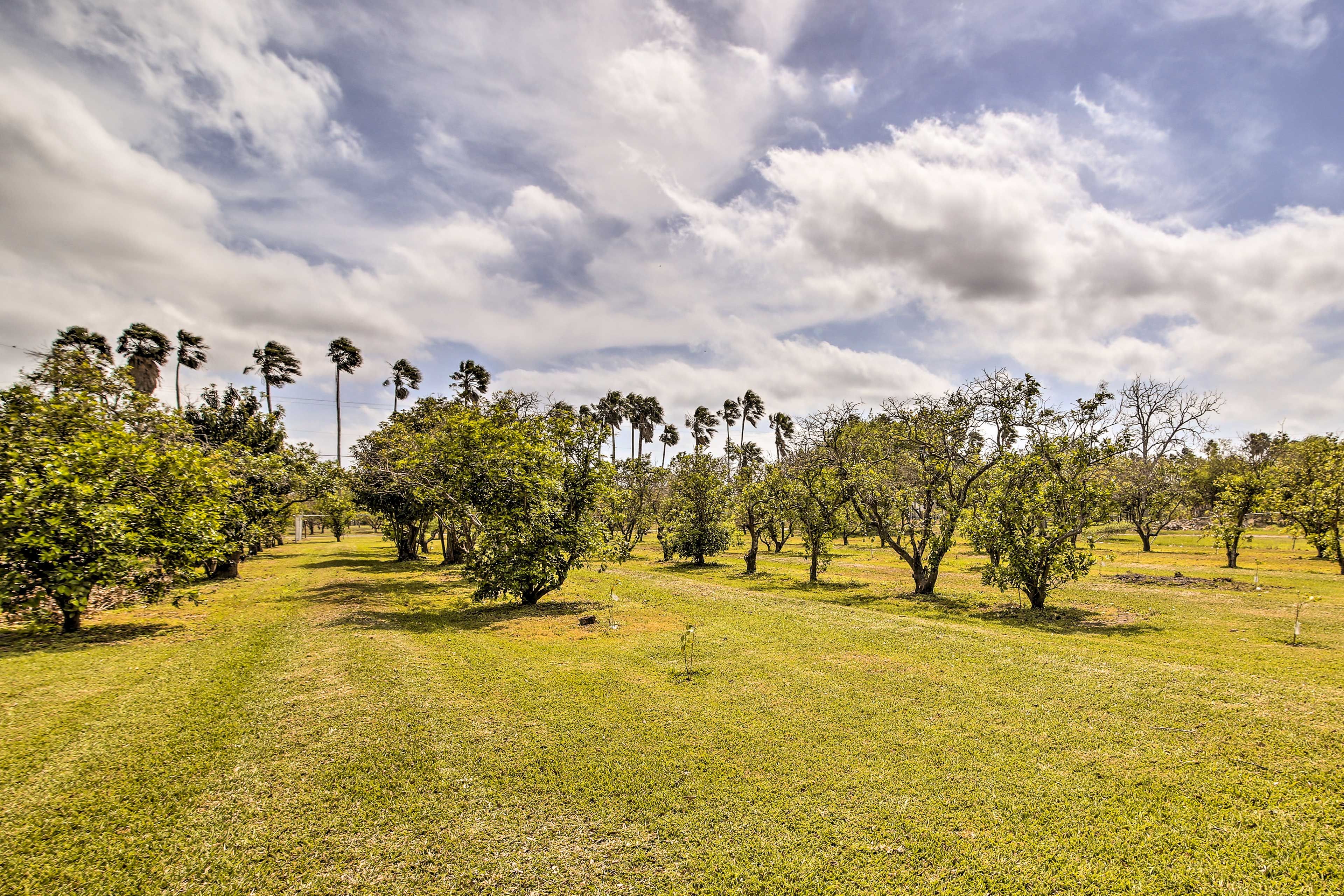 Citrus Orchard On-Site | Views
