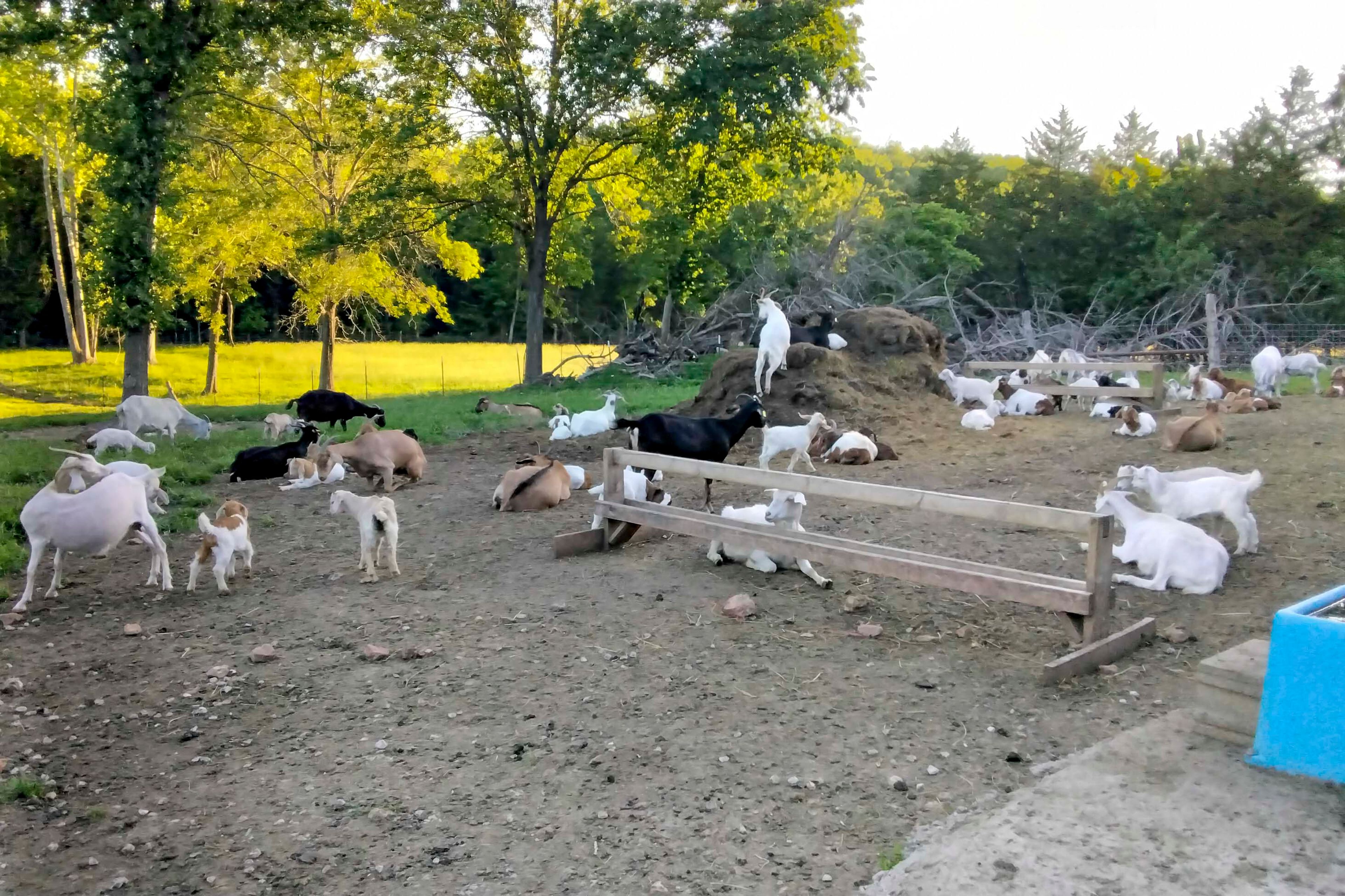 Goat Farm On-Site