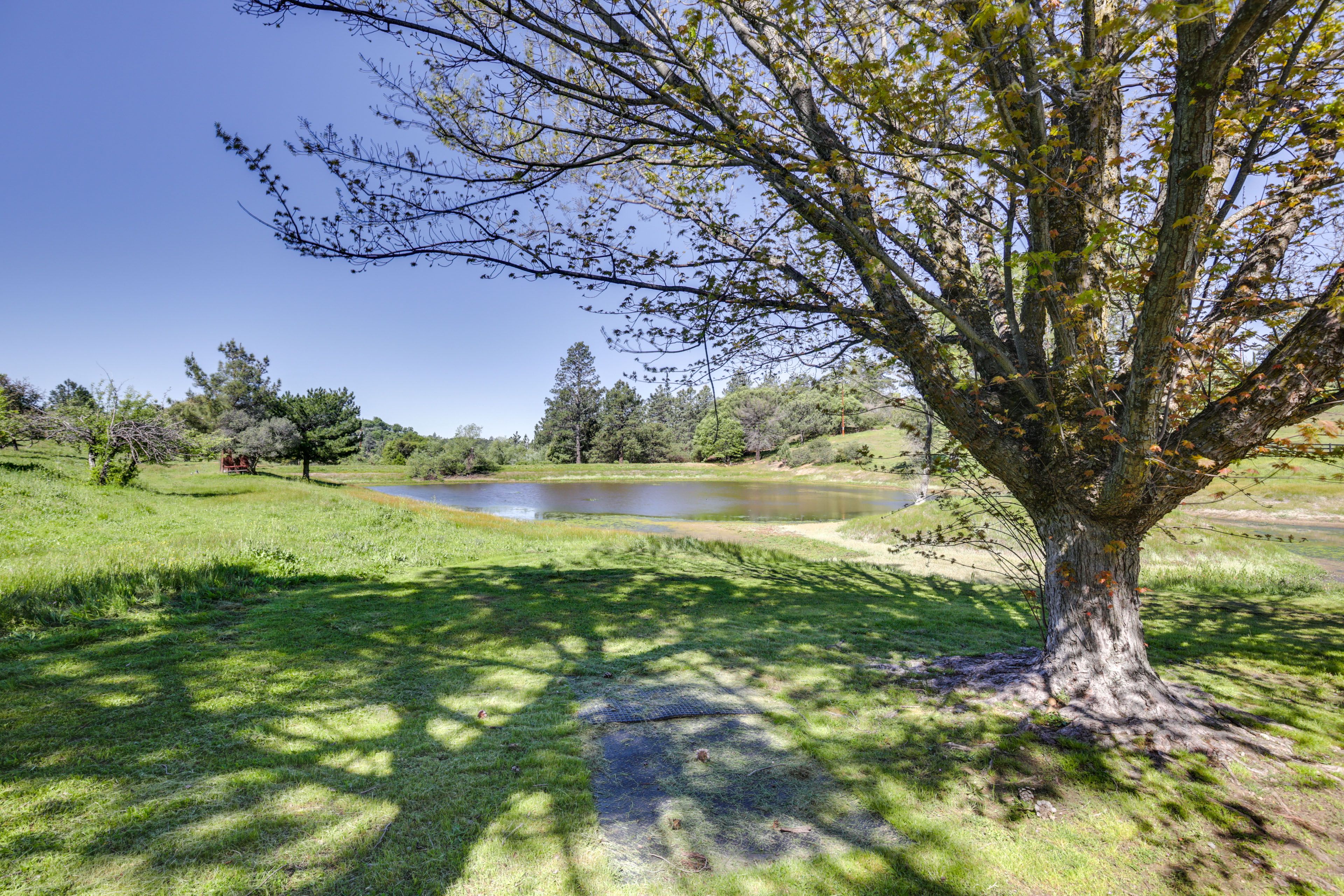 On-Site Pond | Farm Animals