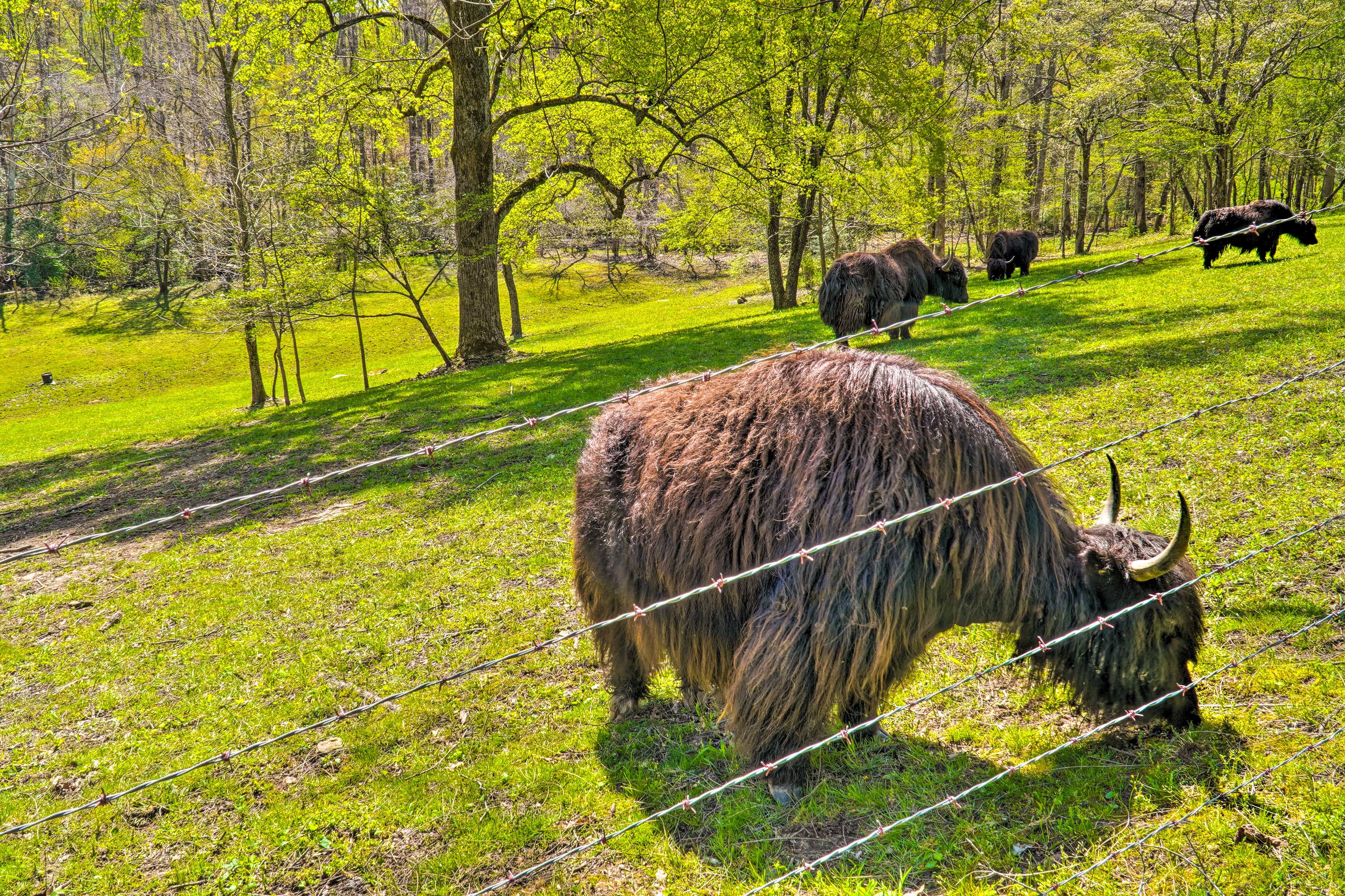 Deep Draw Yak Ranch On-Site | Live Animal Viewing