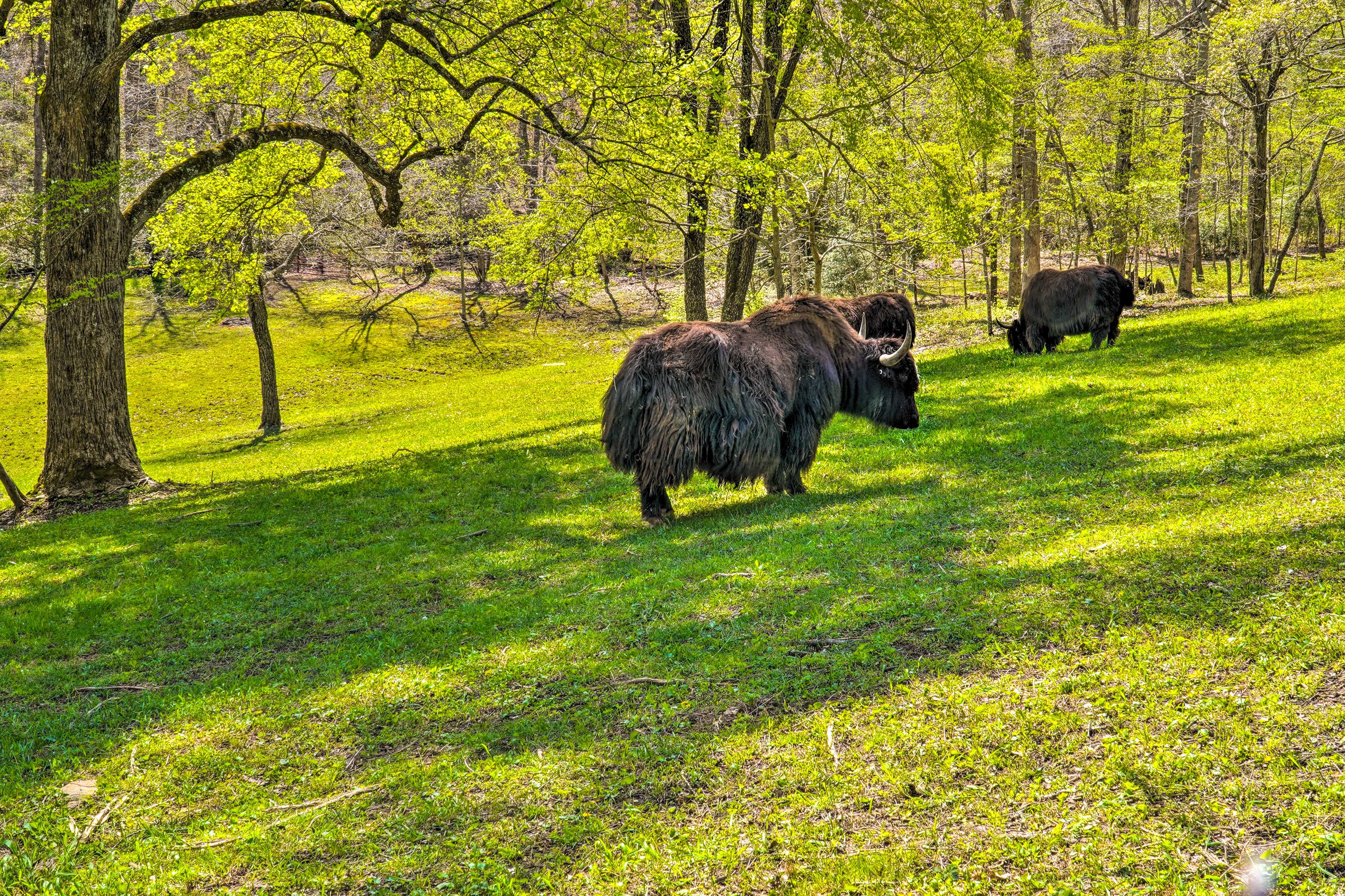 Deep Draw Yak Ranch
