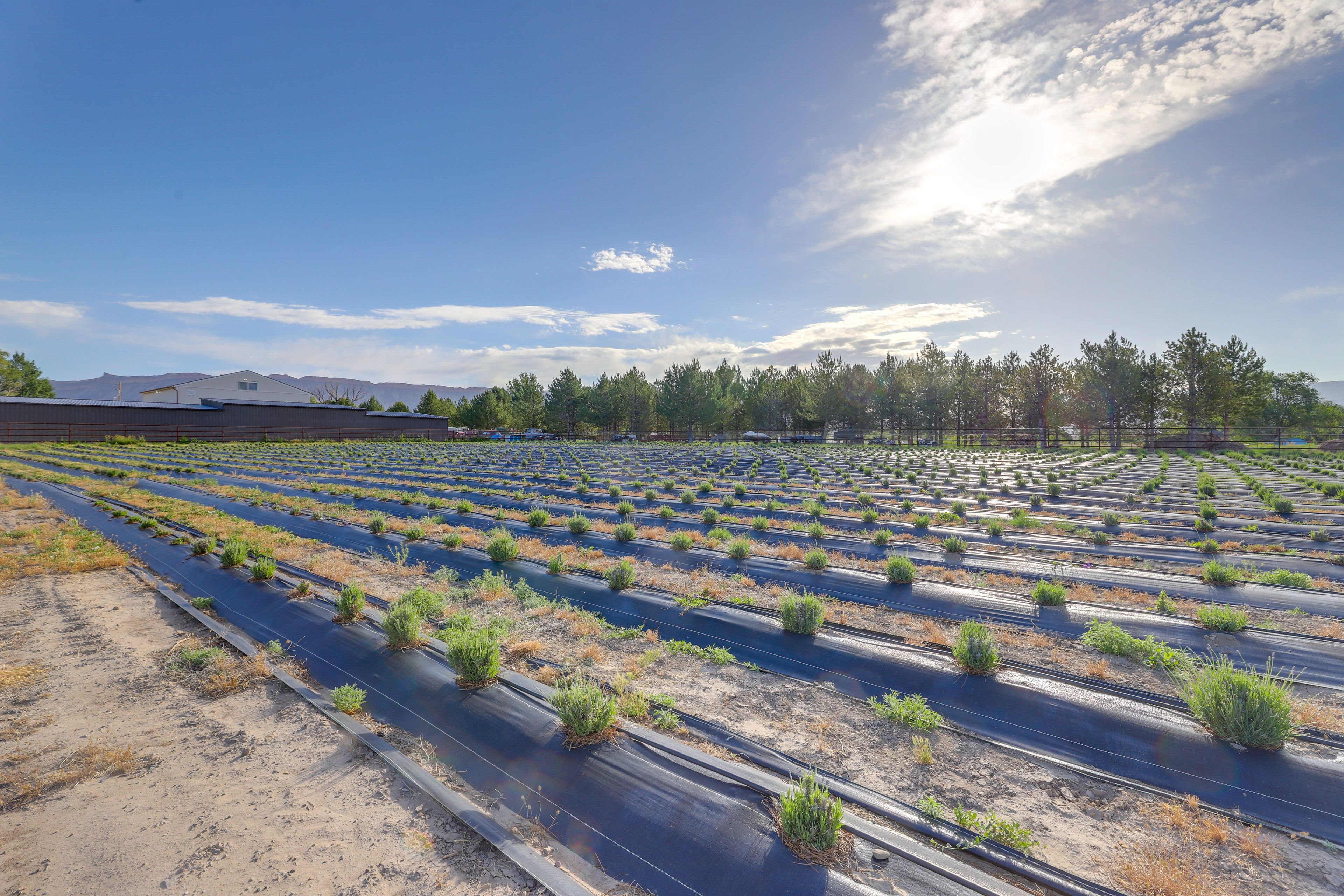 Lavender Fields On-Site