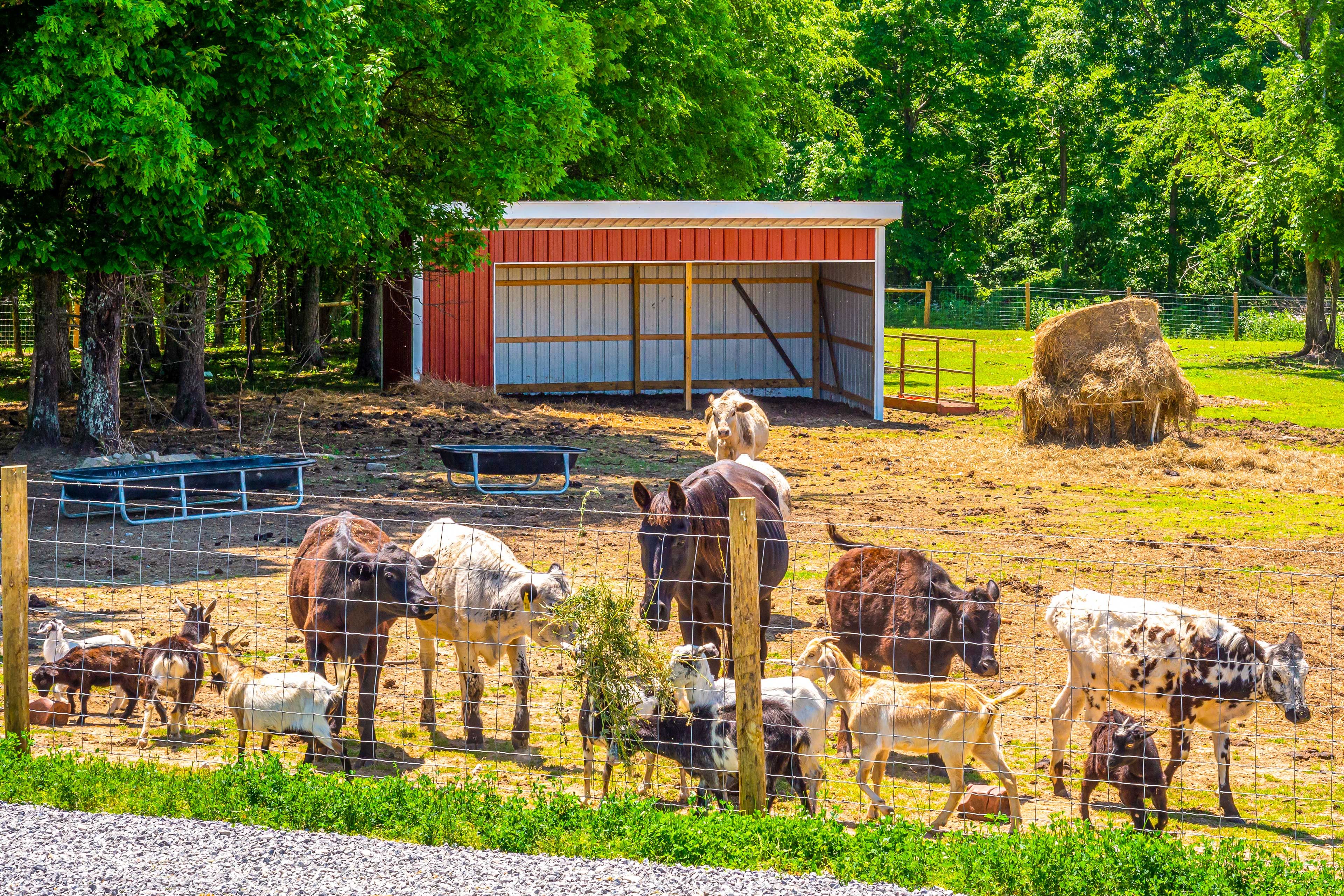 Petting Zoo On-Site