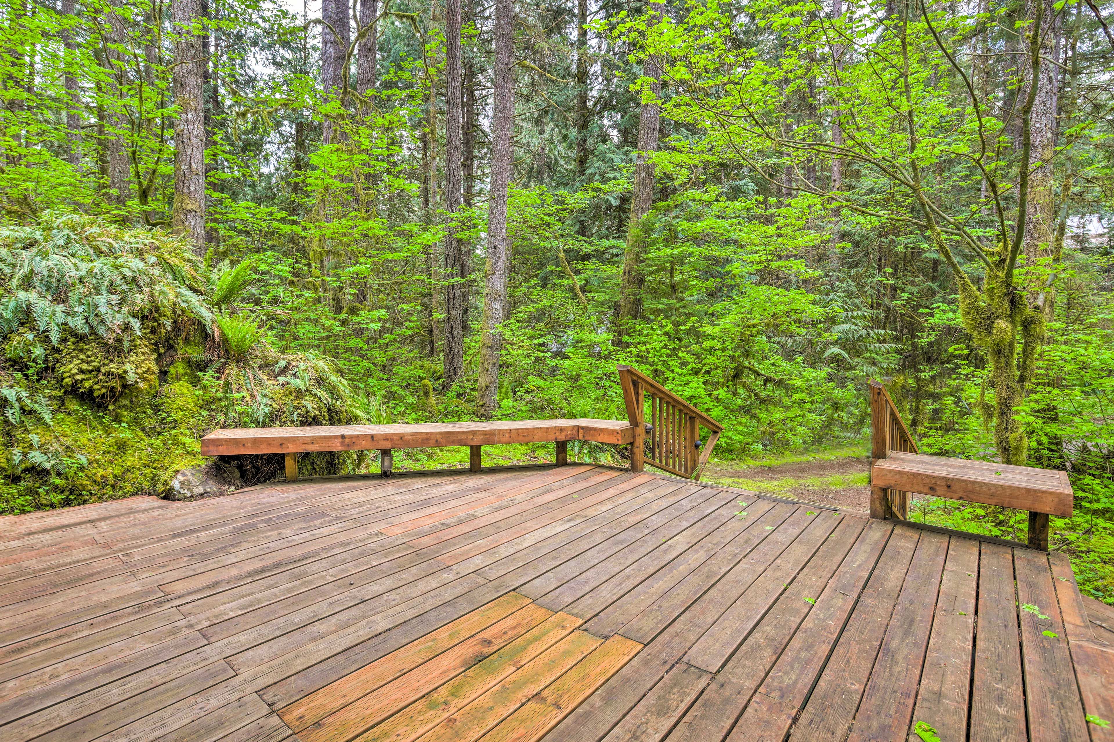 Back Deck | Dense Forest View