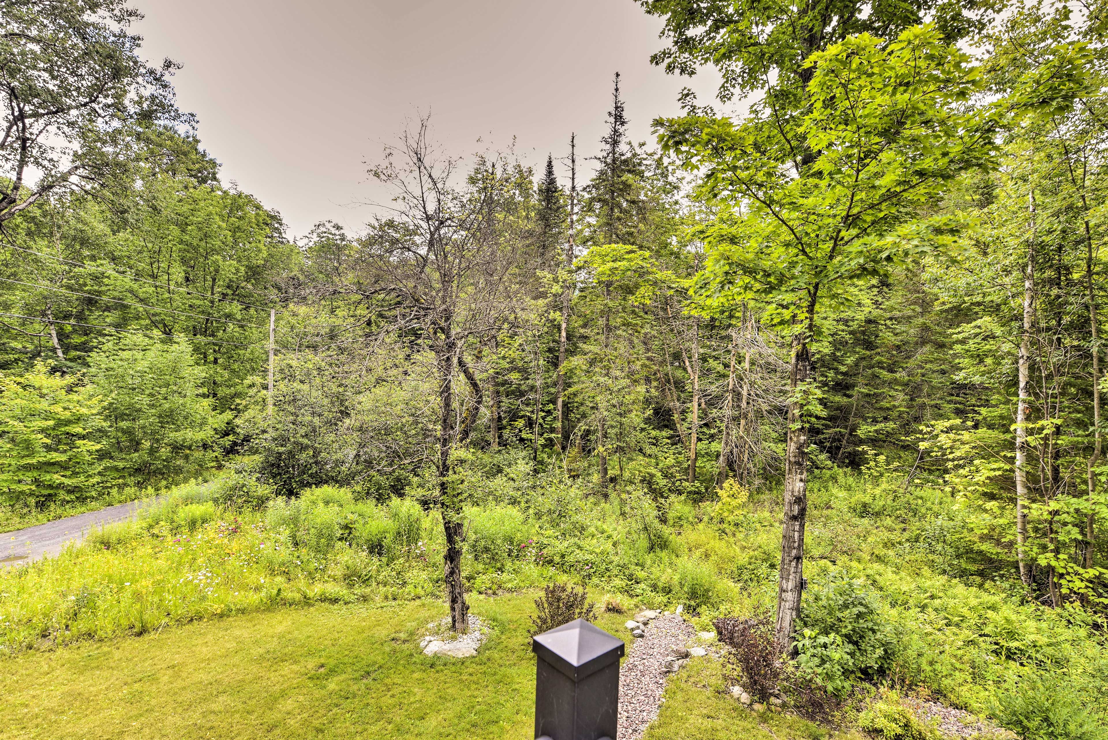 Wooded Backyard