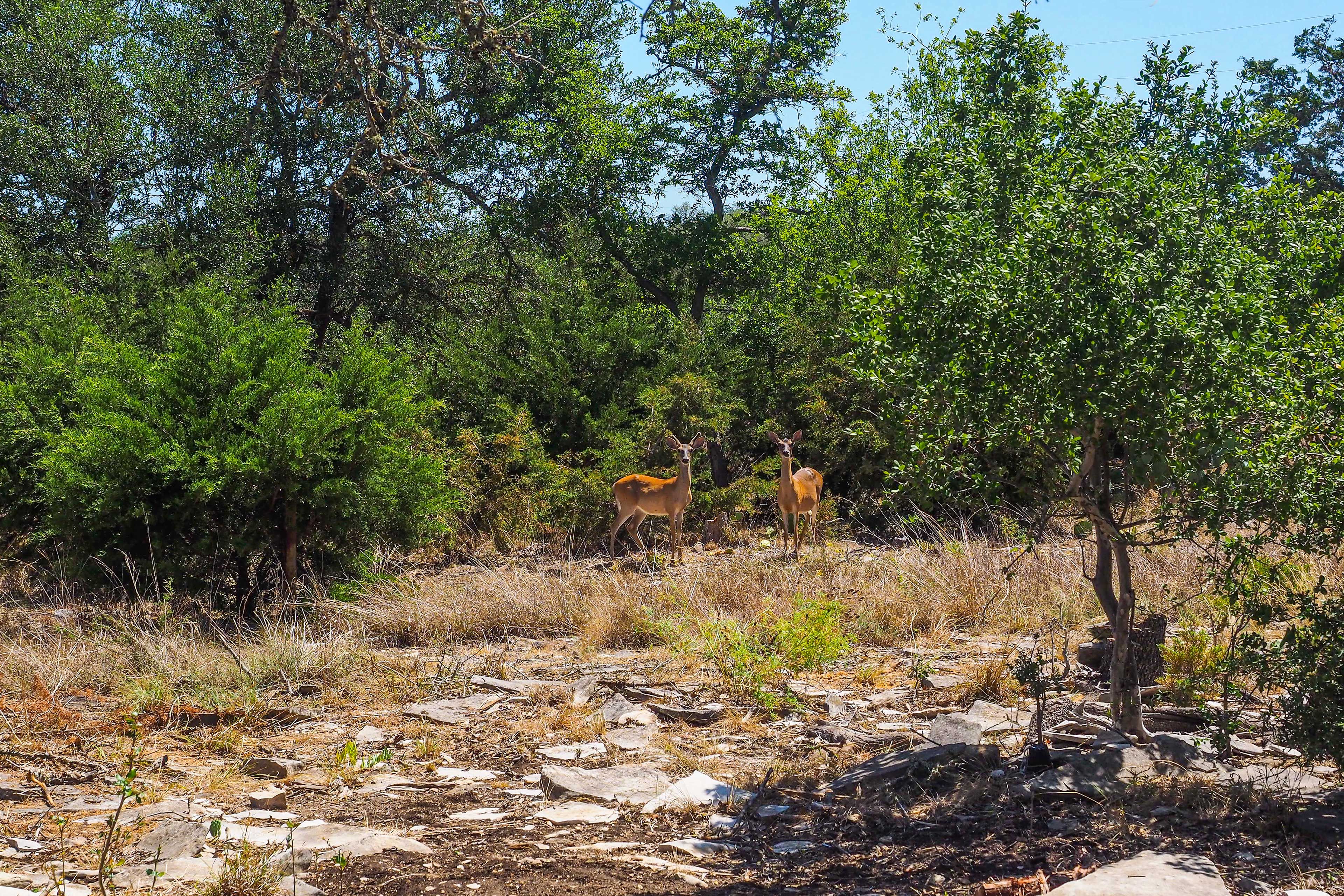 Yard | Wildlife Viewing On-Site
