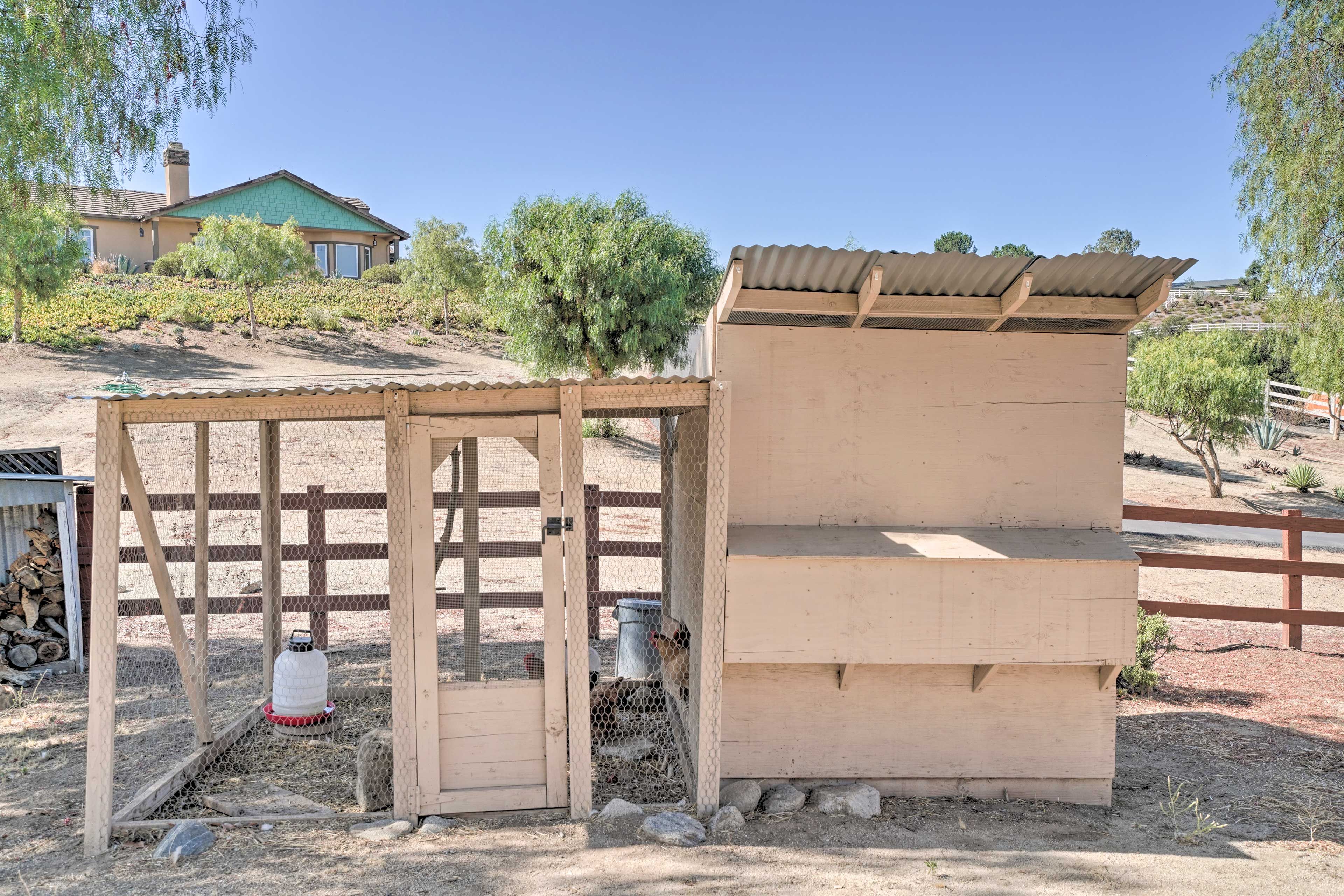 On-Site Chicken Coop