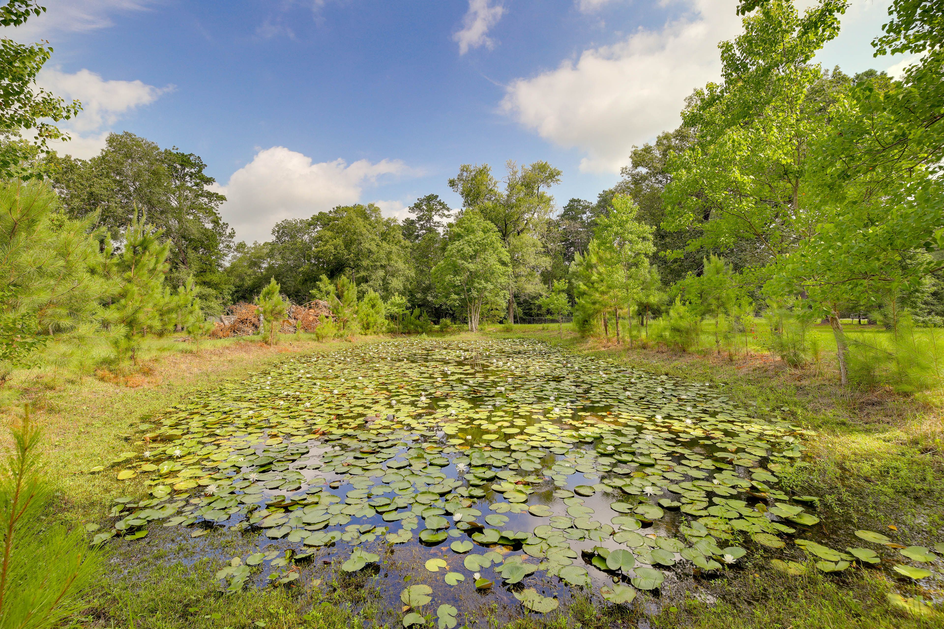 Nearby Pond