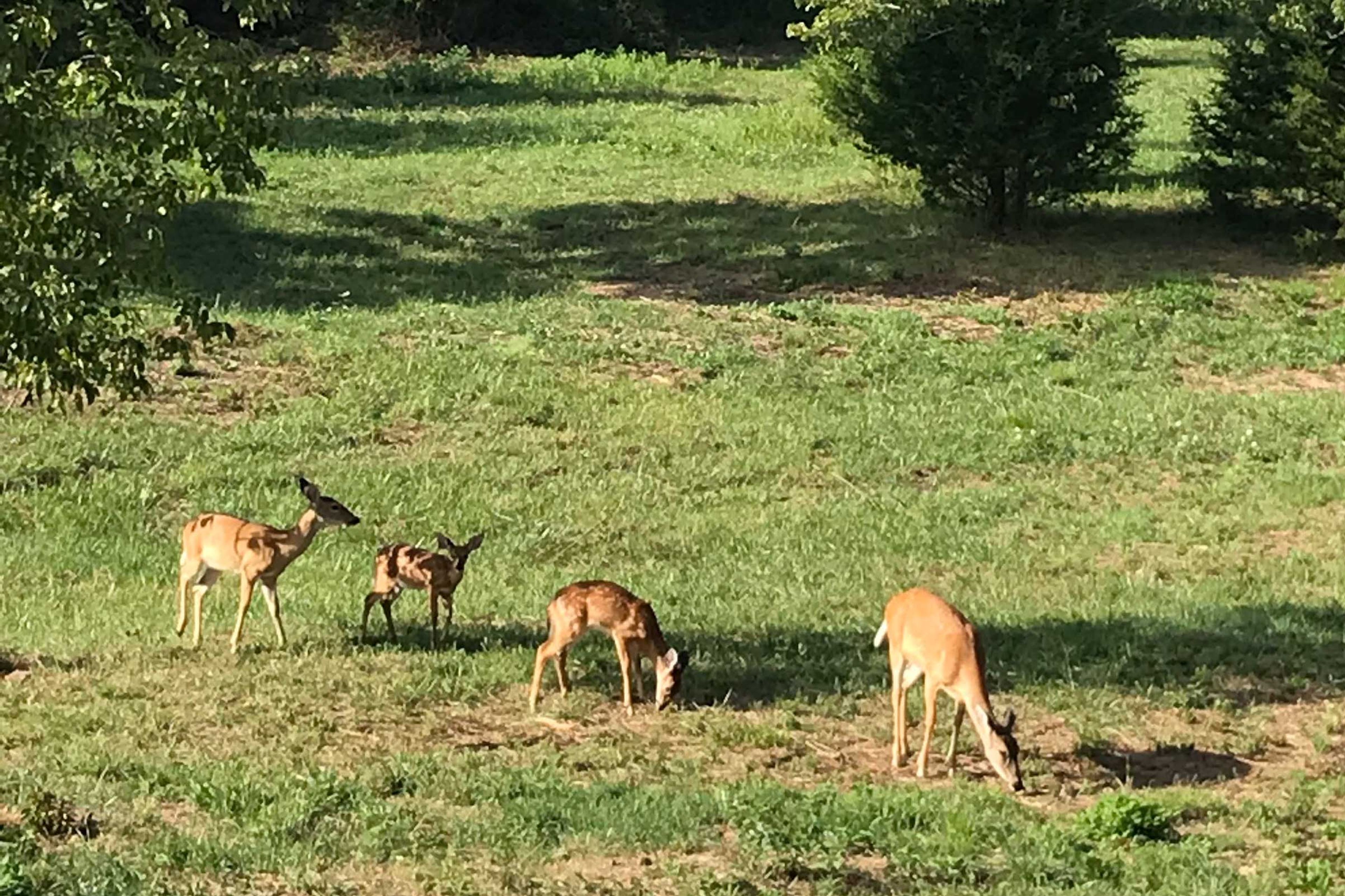 Wildlife On-Site