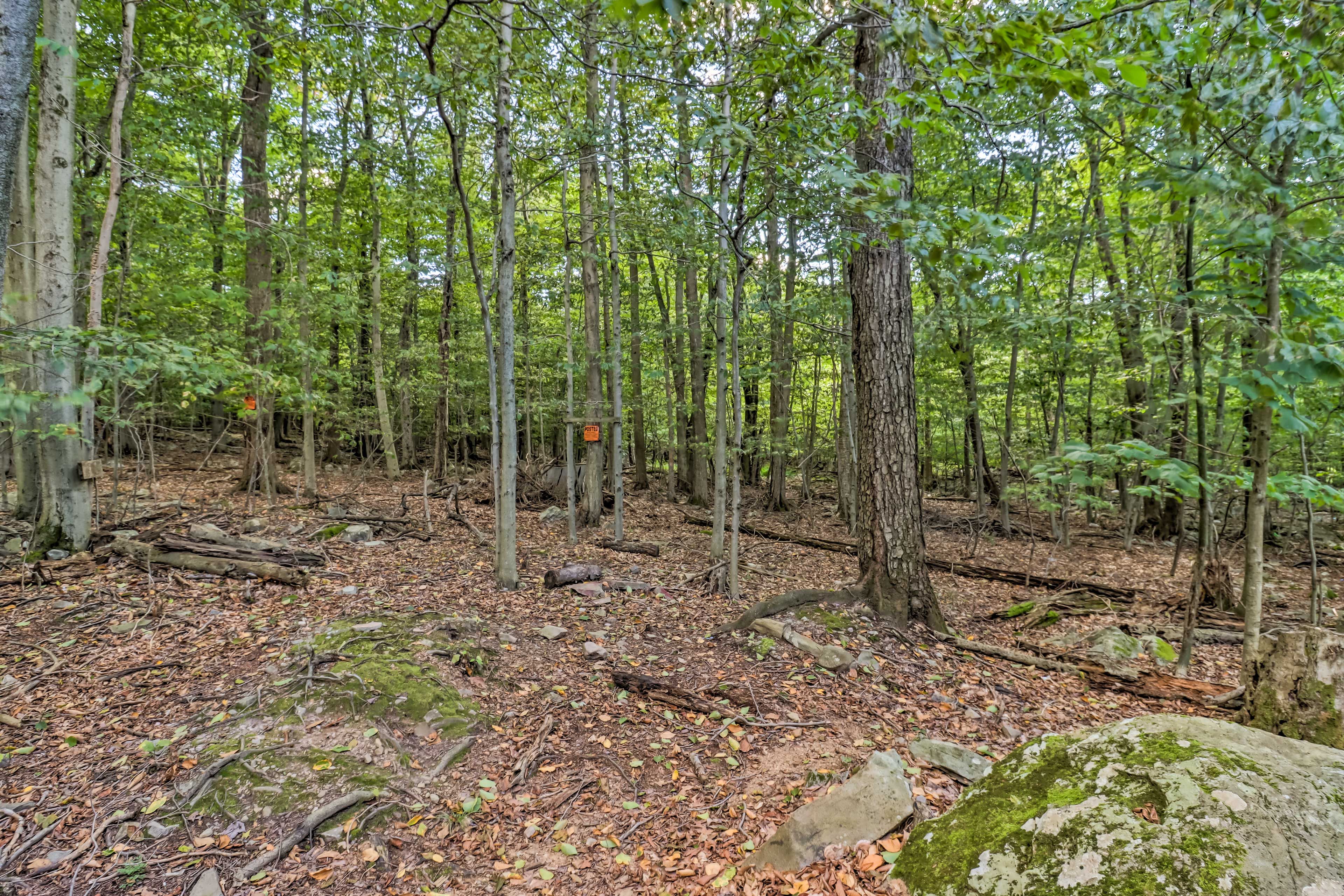 Cabin Surroundings