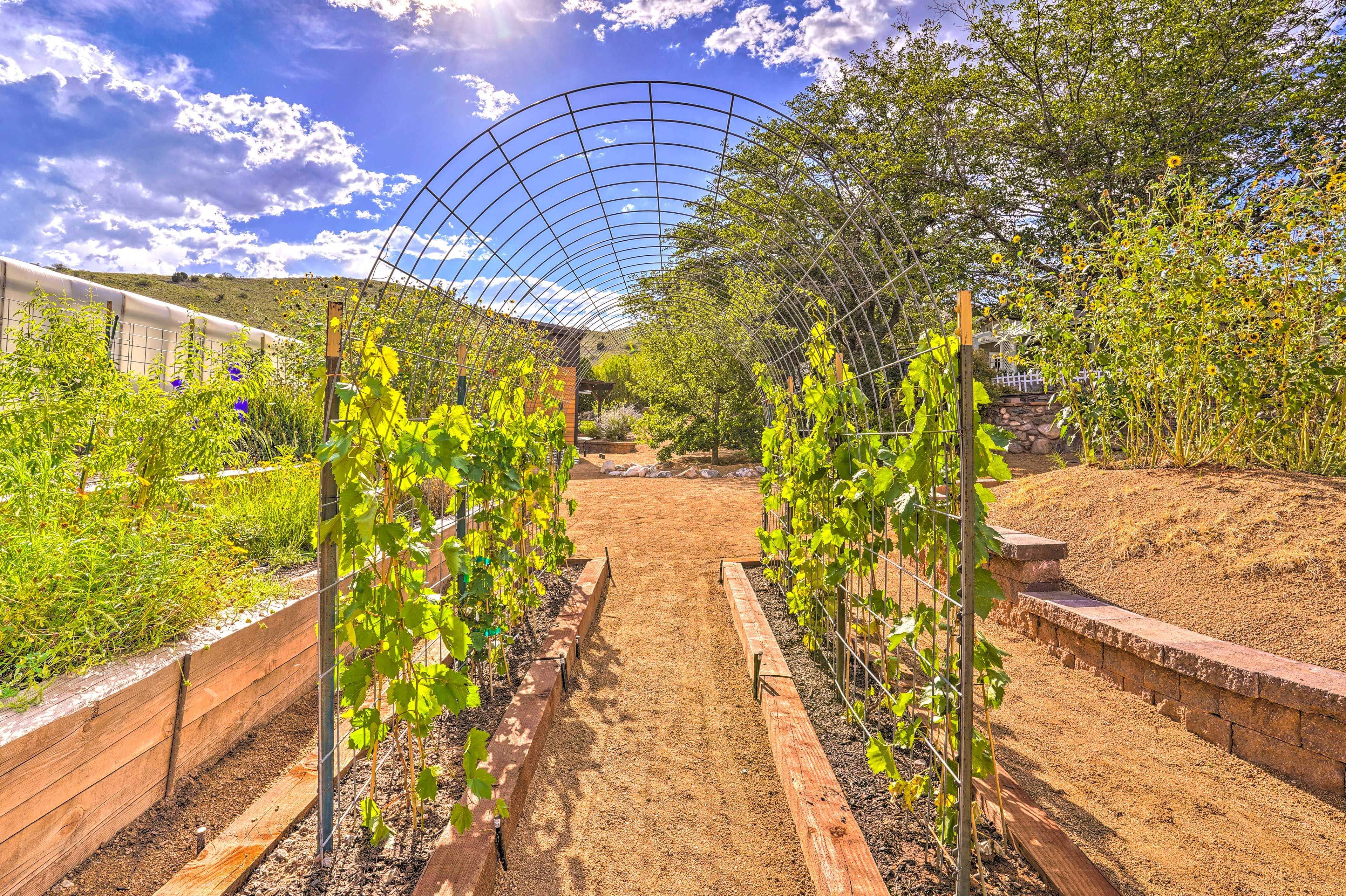 Garden | Fruit Trees