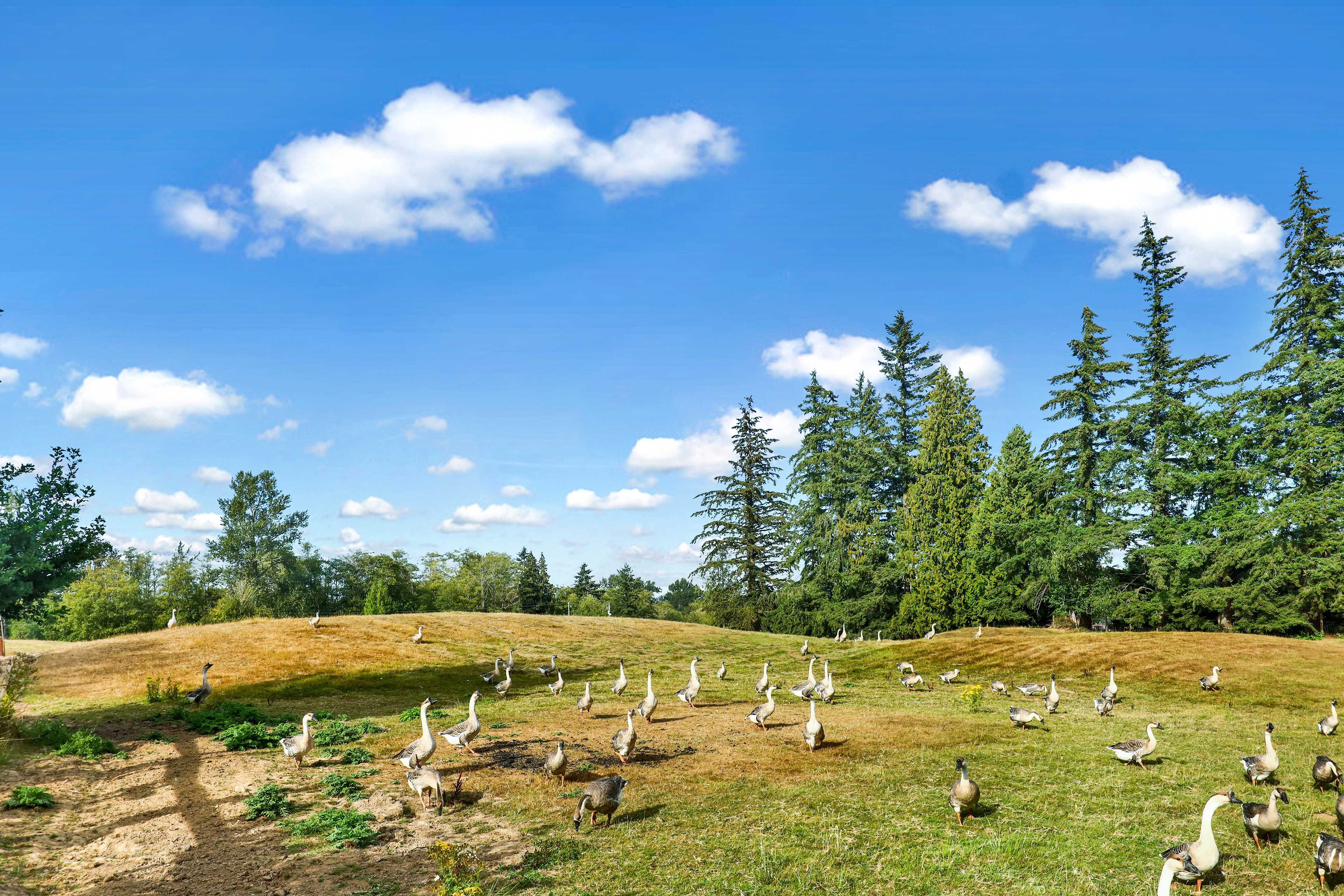 Farm Animals On-Site