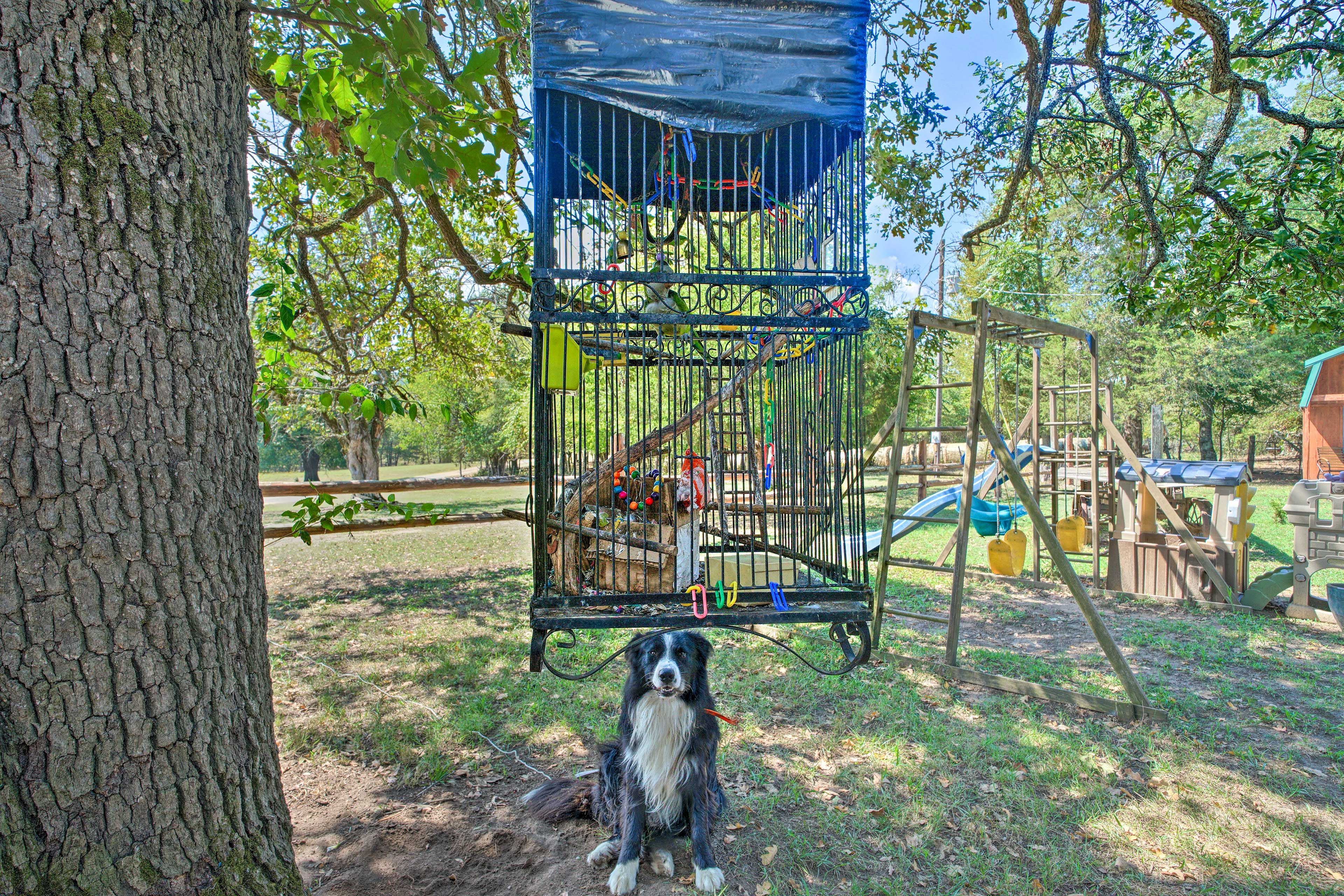 On-Site Animals