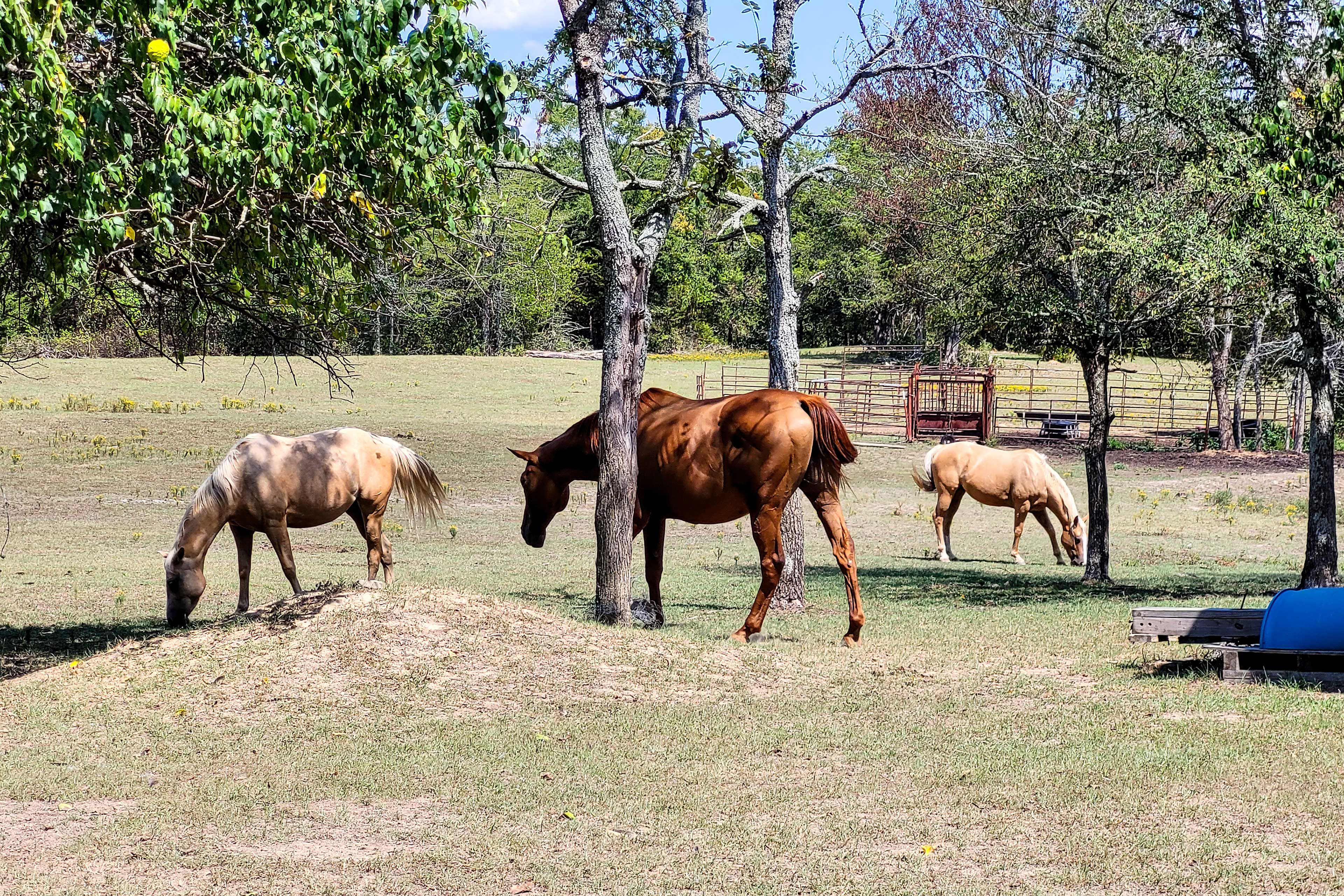 Animals On-Site | Pet Friendly w/ Fee ( Paid Pre-Trip, 1 Max)