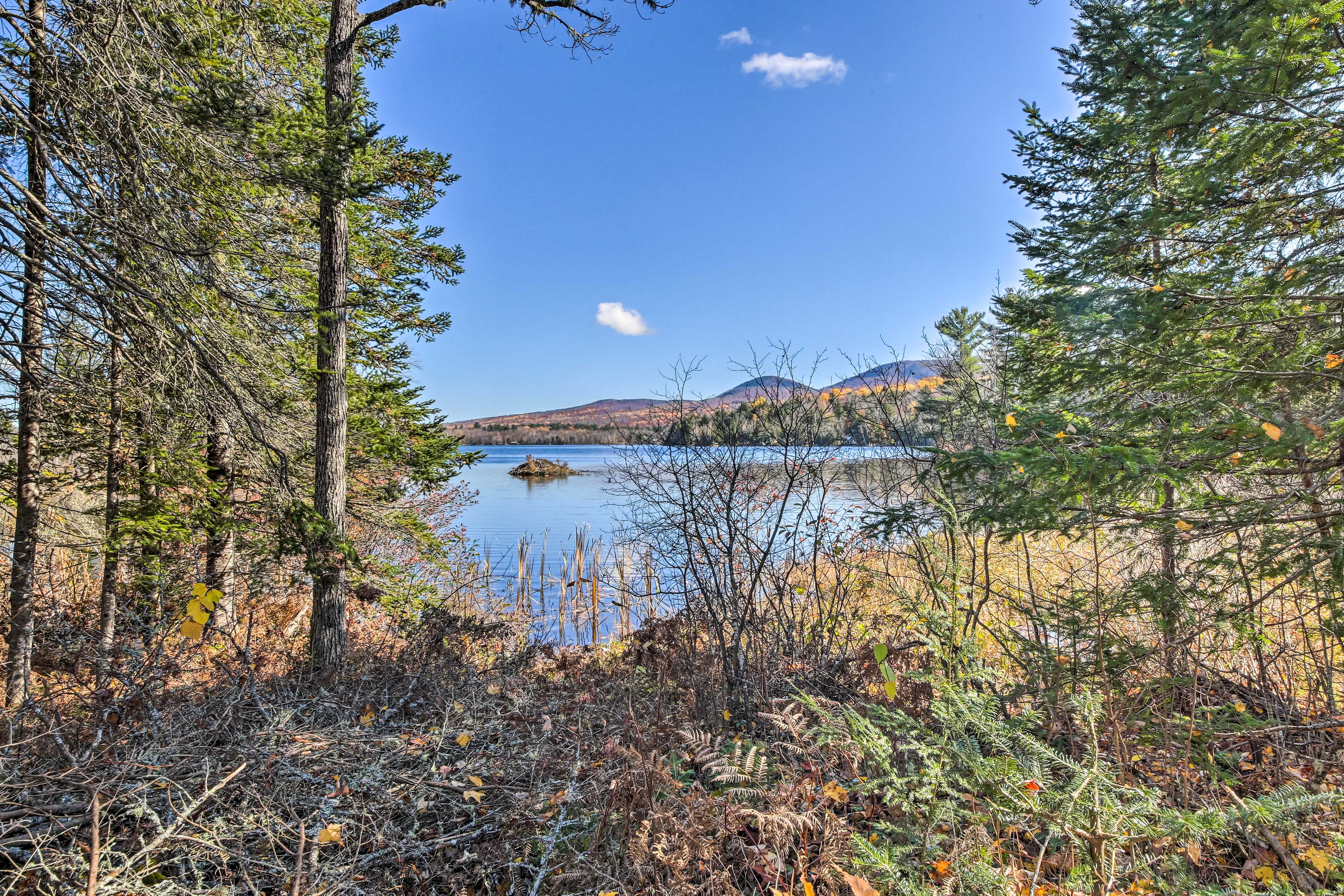 Wooded Yard | Porter Lake Views