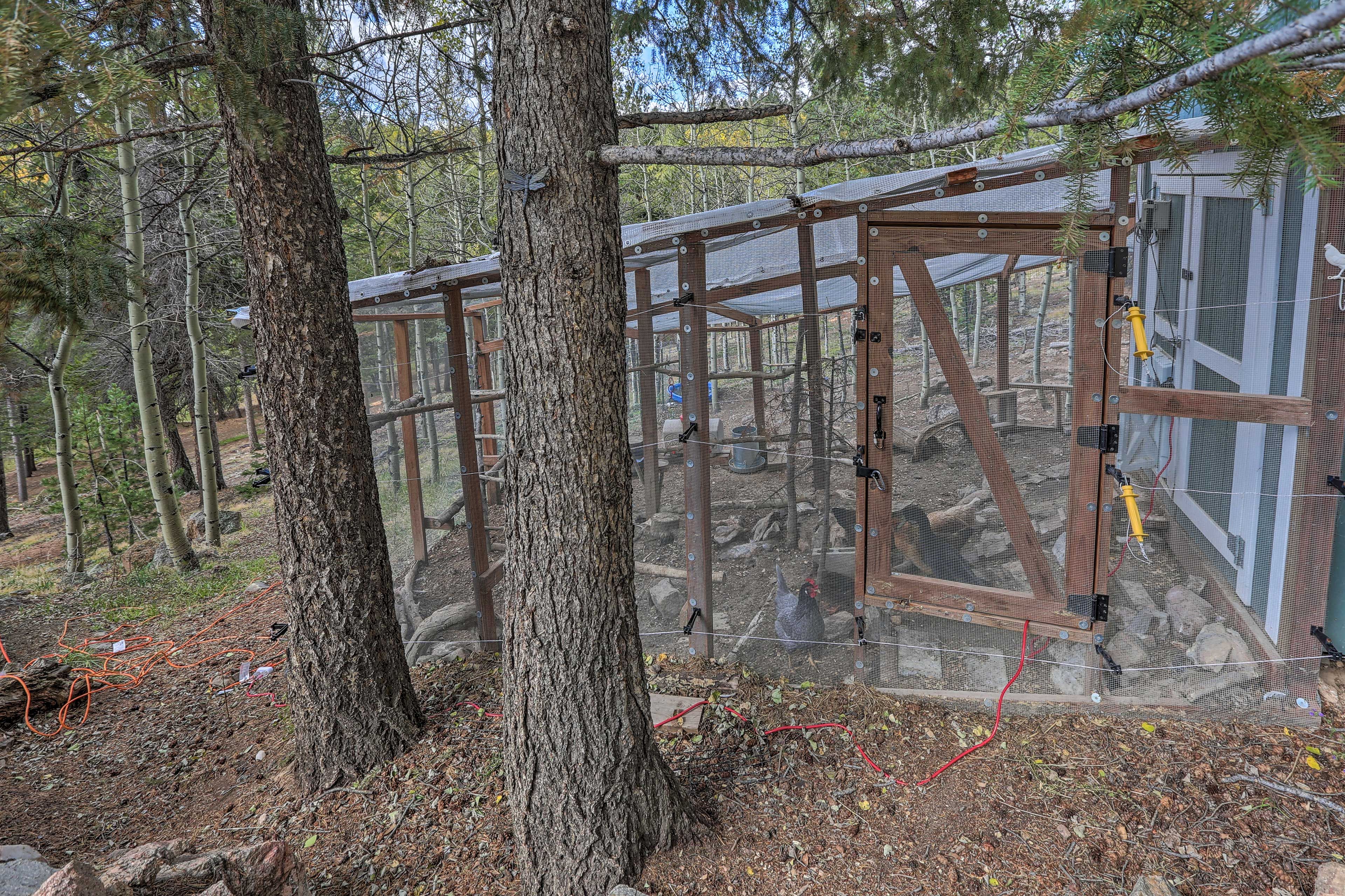 Chicken Coop