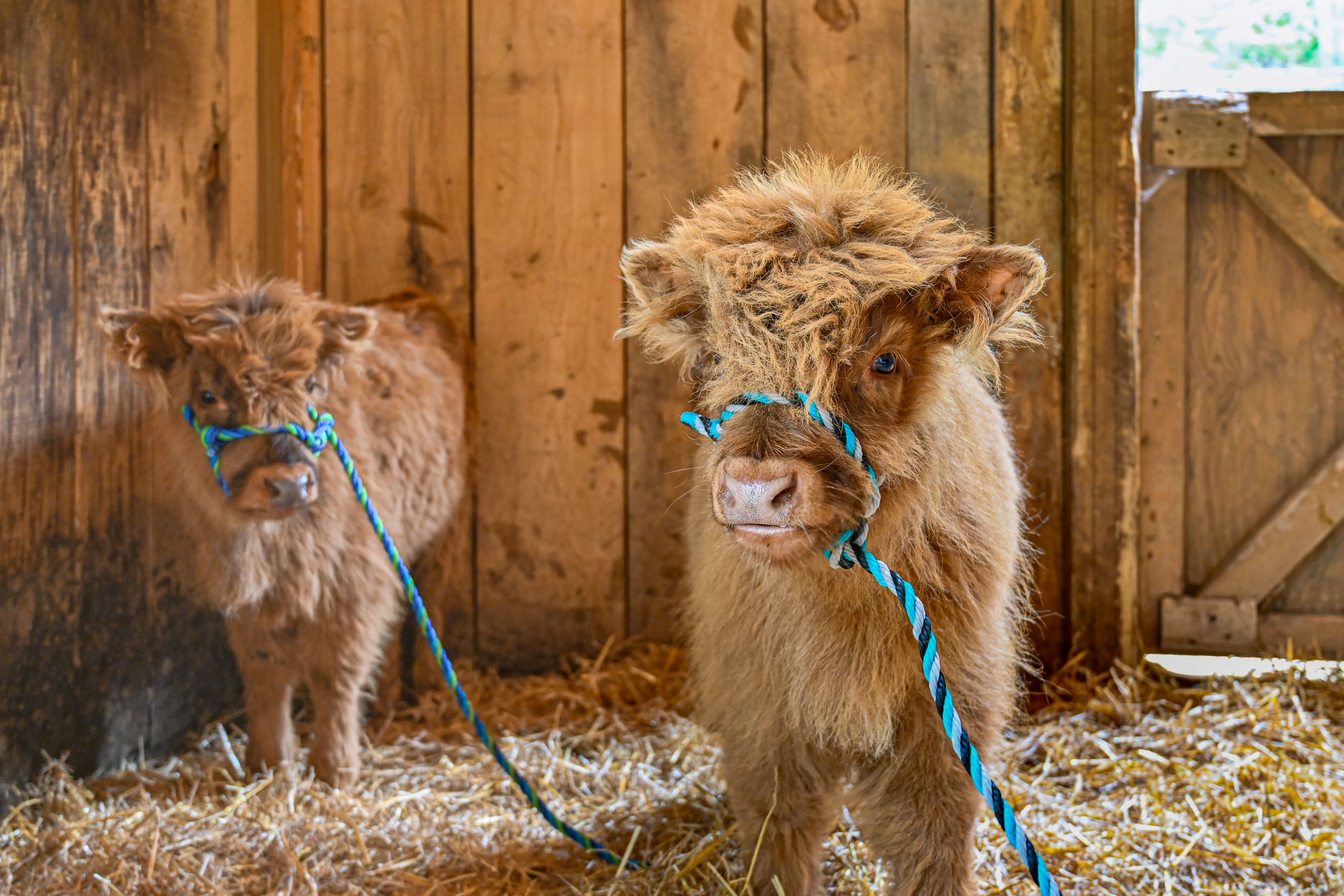 Mini Highland Cows On-Site