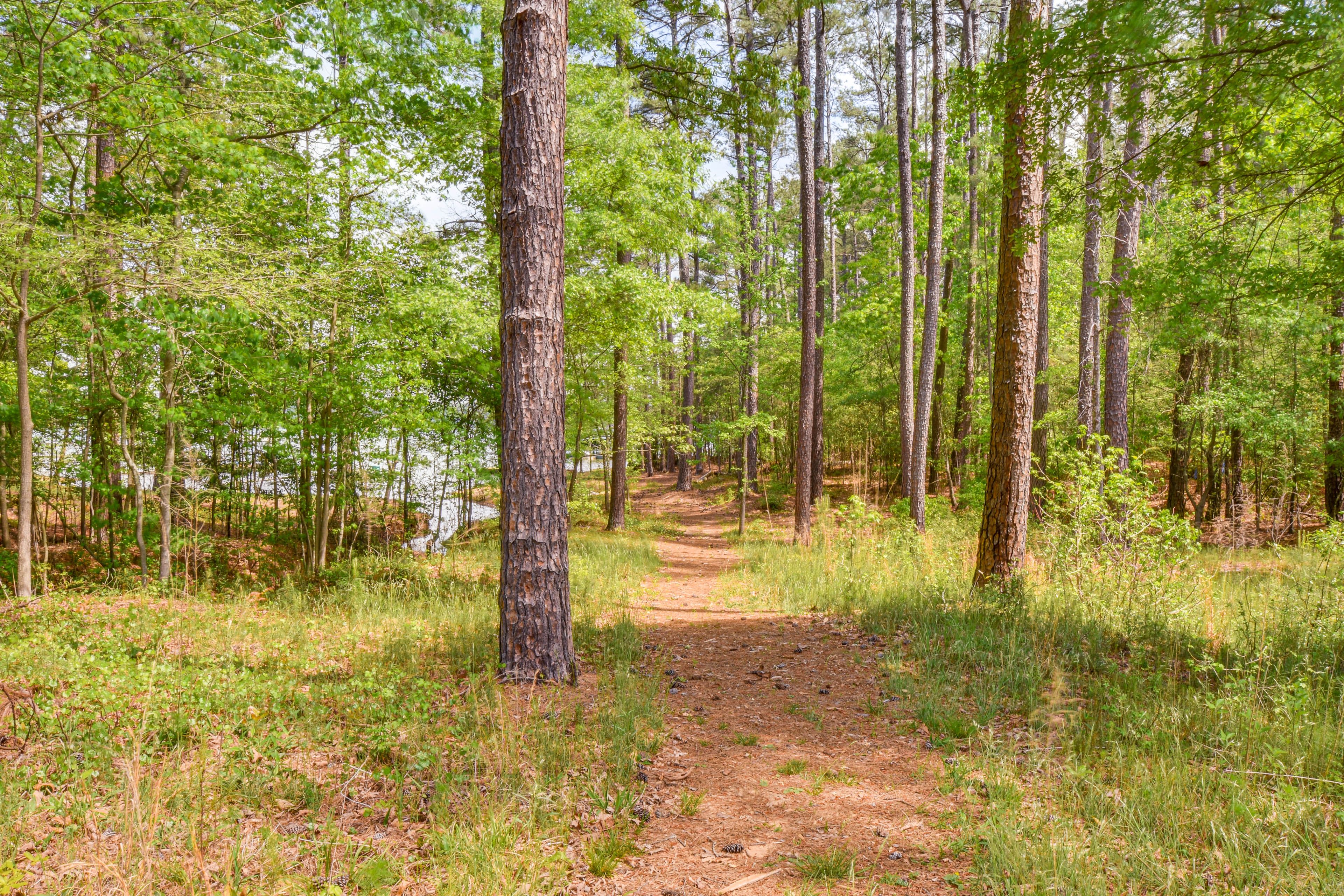 Path to Lake