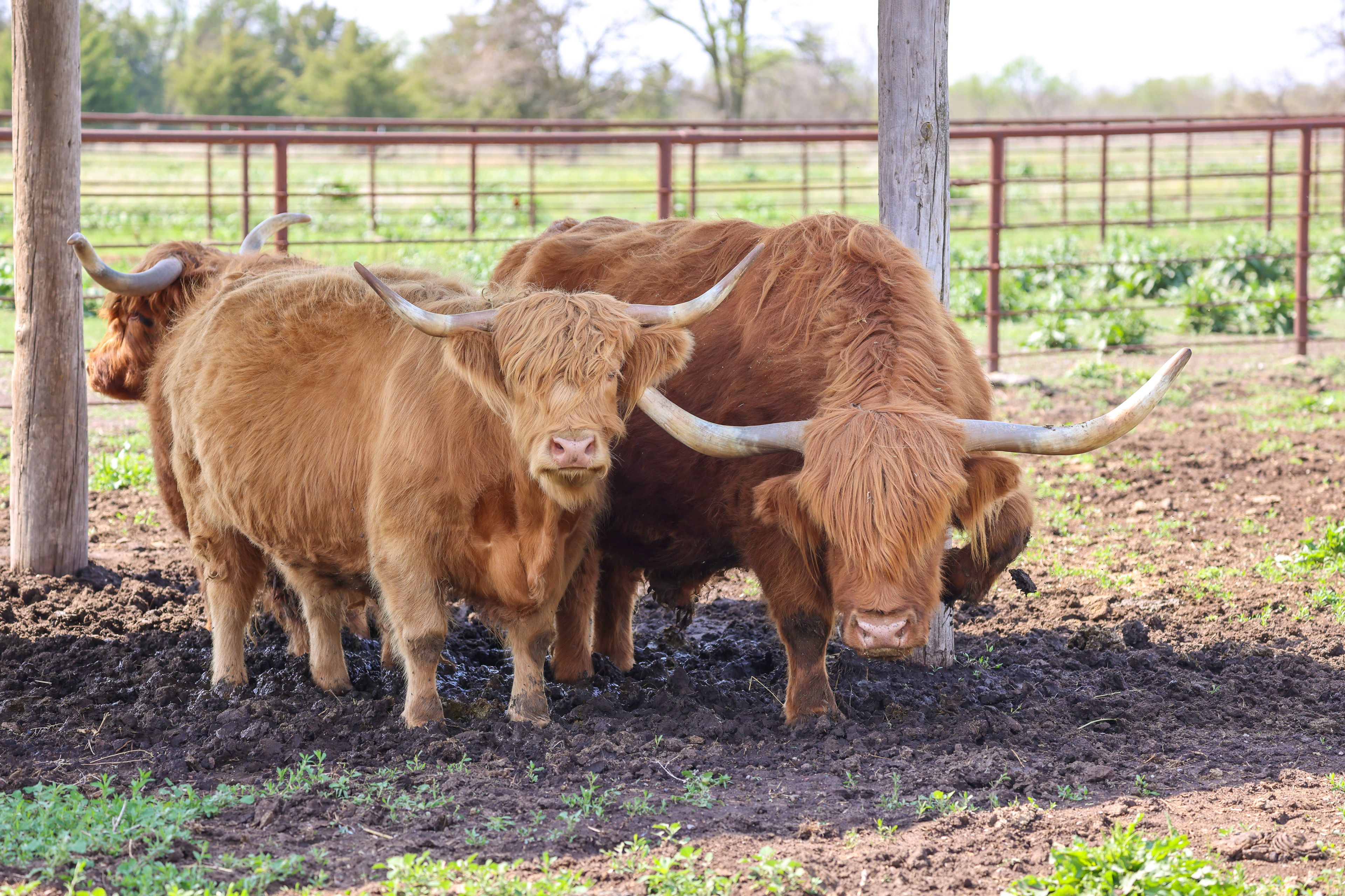 Alpacas & Highland Cows On-Site
