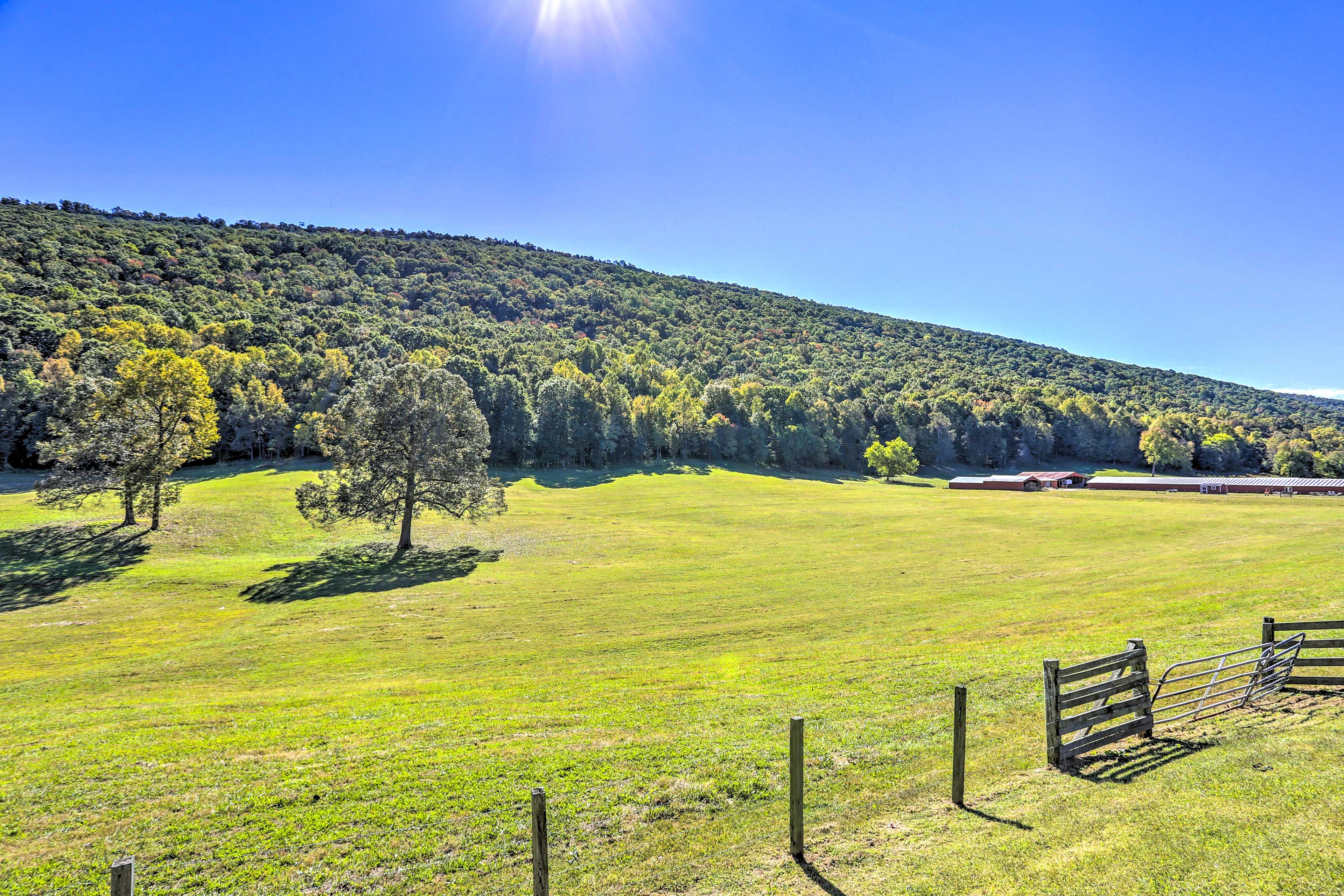 View of the Backyard