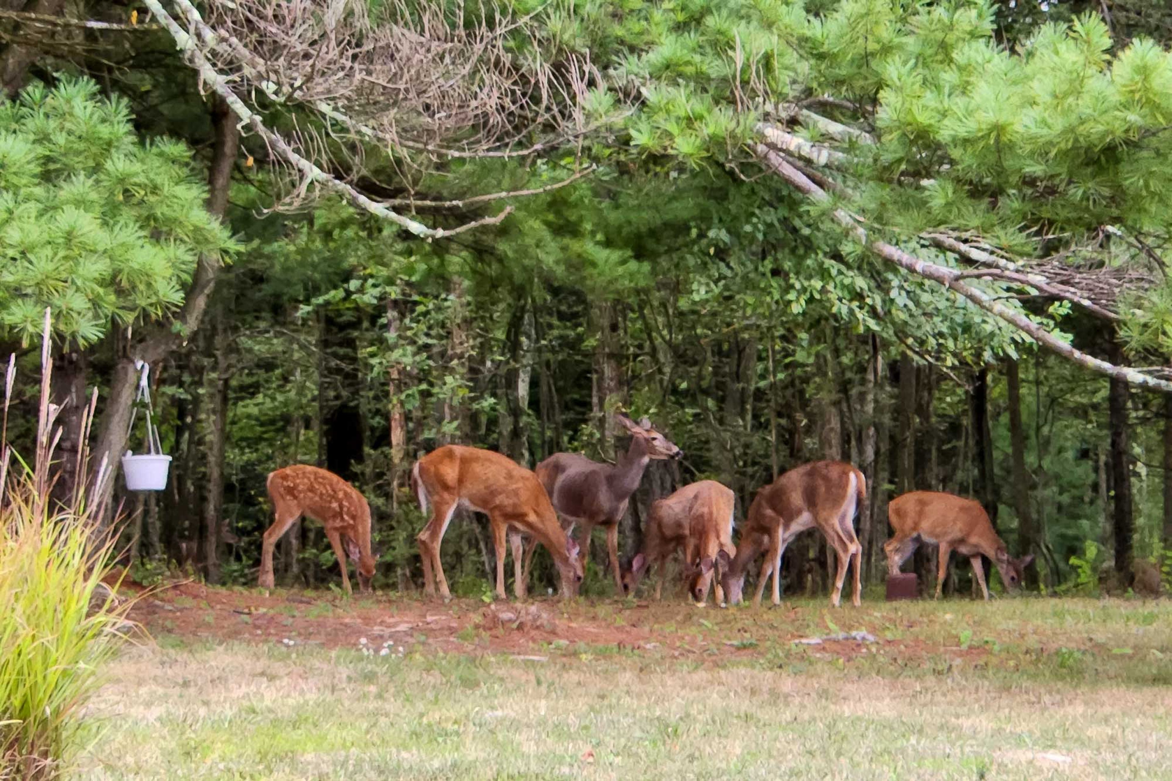 On-Site Wildlife Viewing