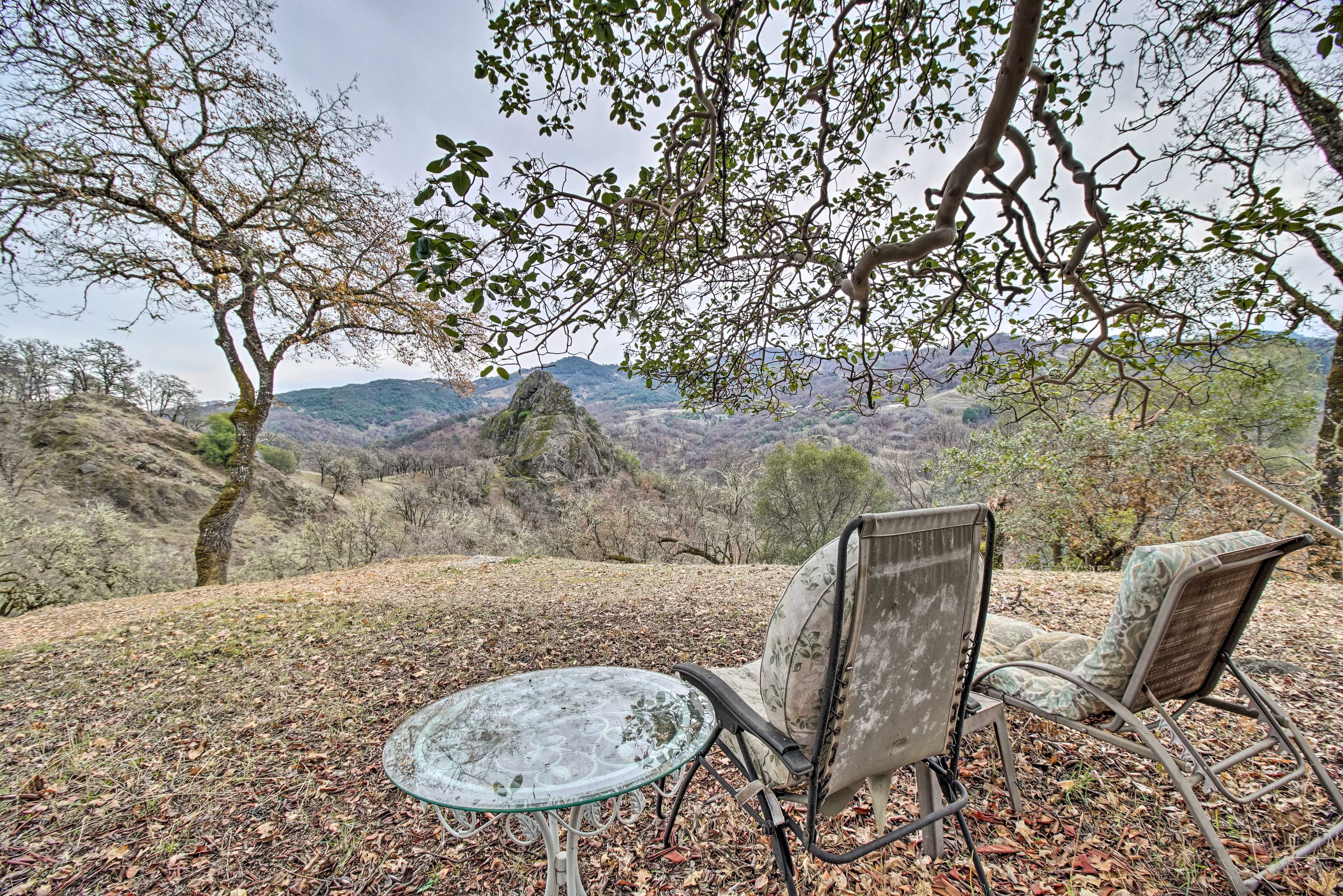 Wooded Yard | View