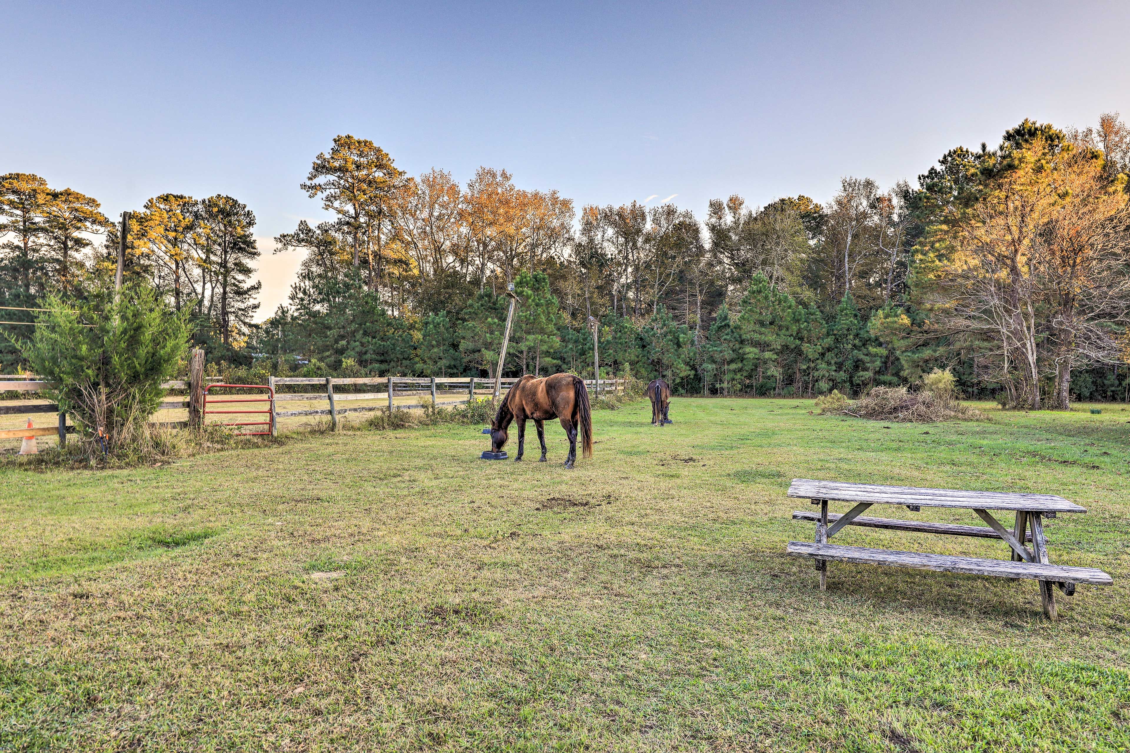 Property Grounds | Roaming Horses, Cats & Dogs On-Site | Owner Lives On-Site