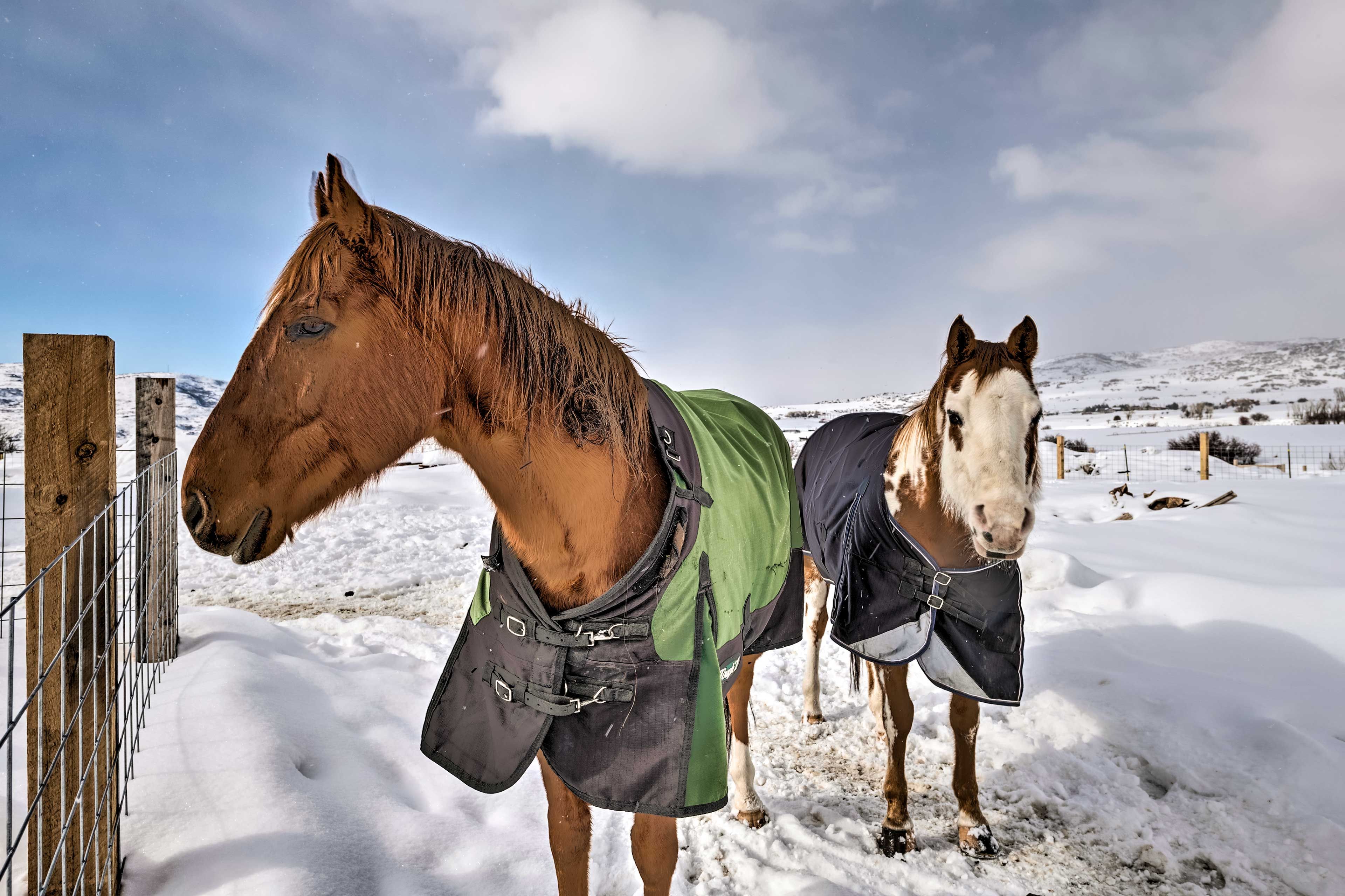 Livestock On-Site