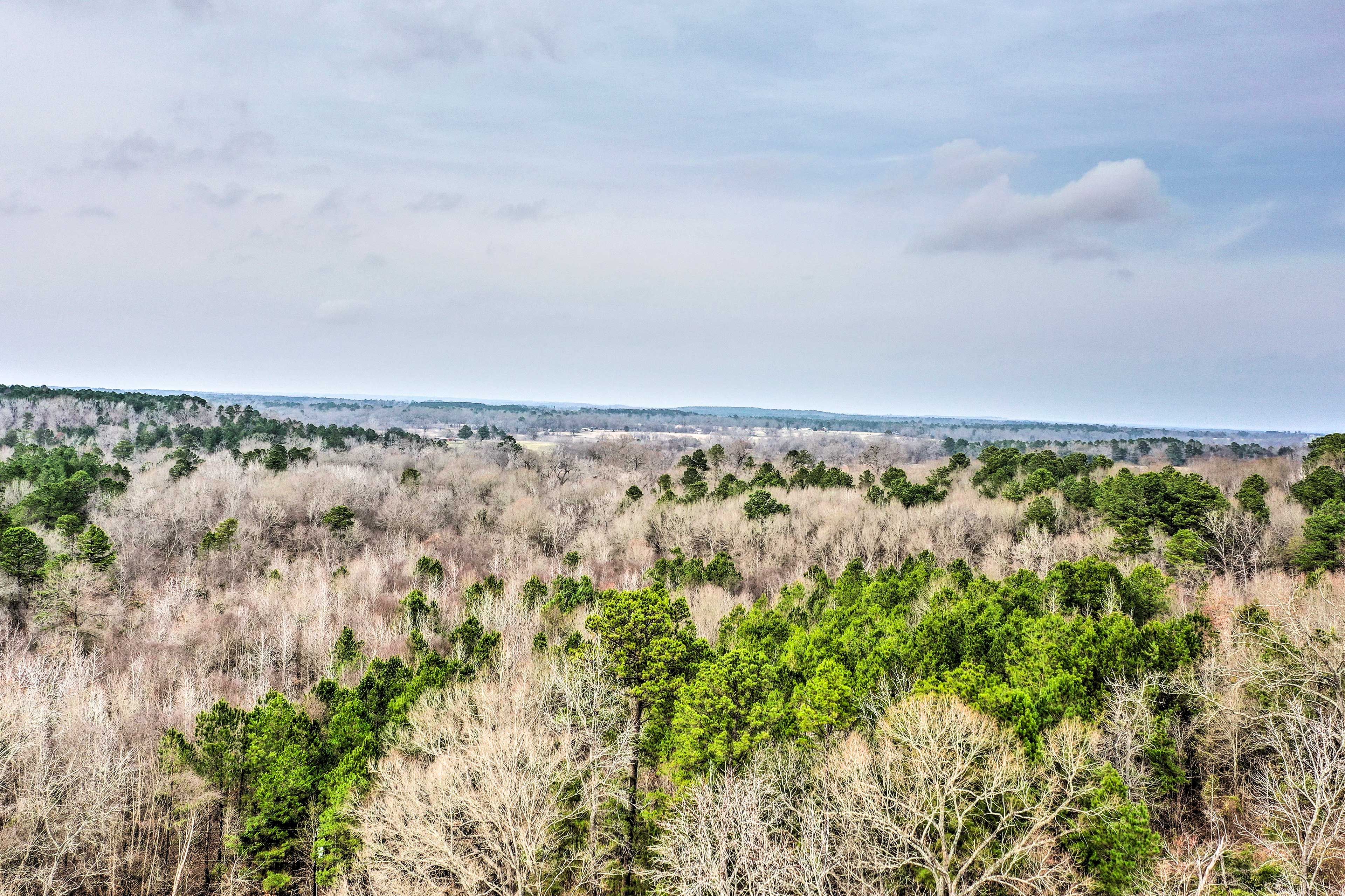 Forest View