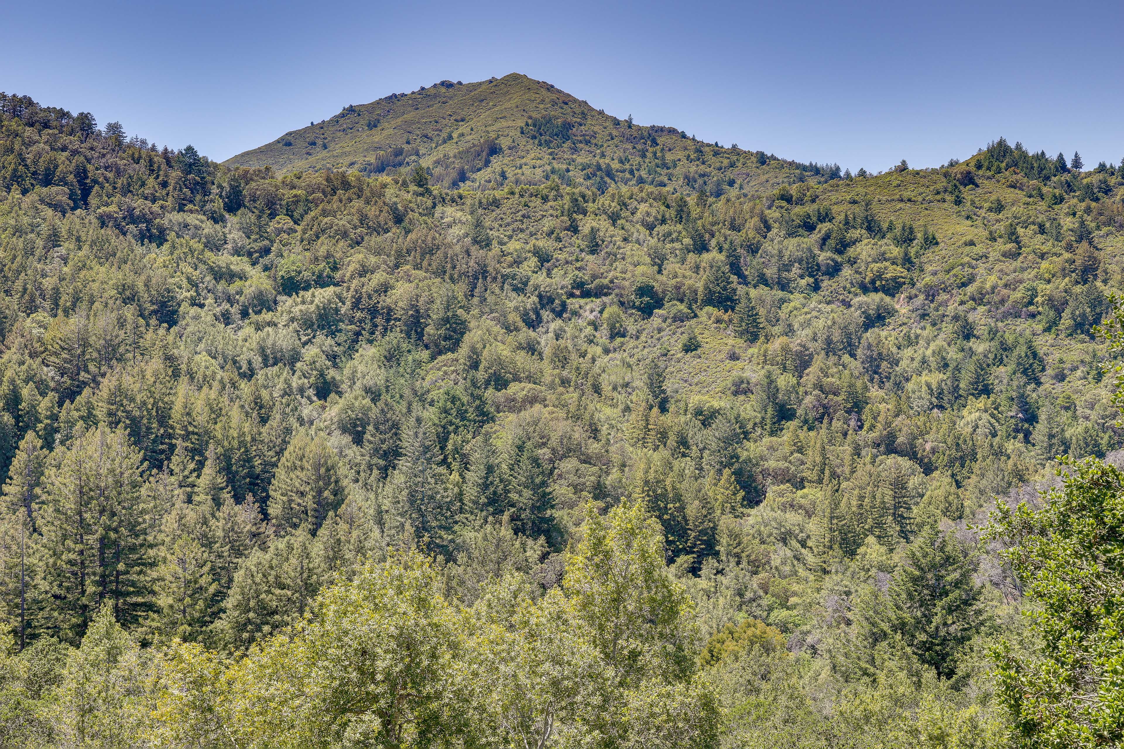 Surrounding Forest & Mountain View