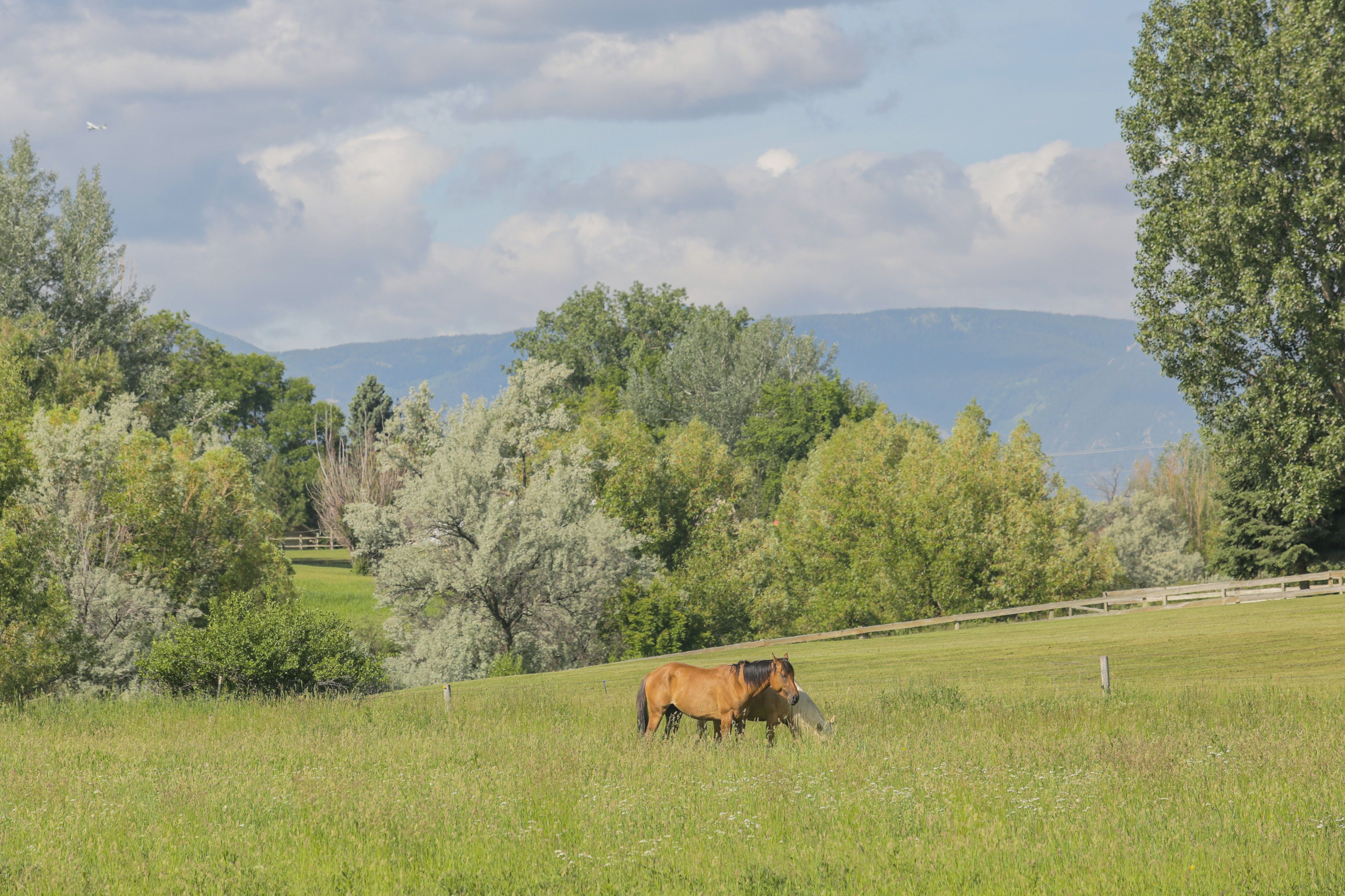 Livestock