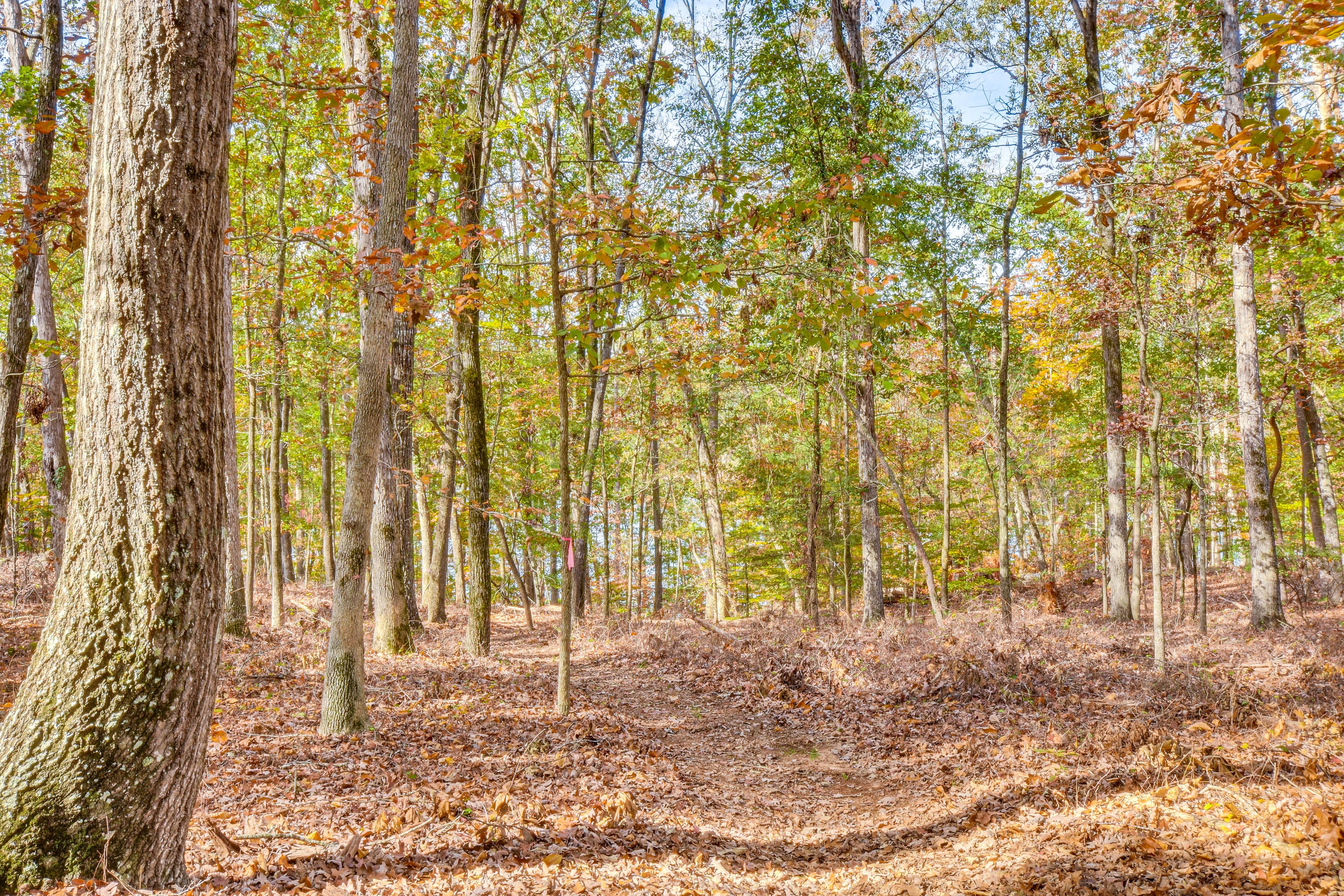Nature Trail to Lake