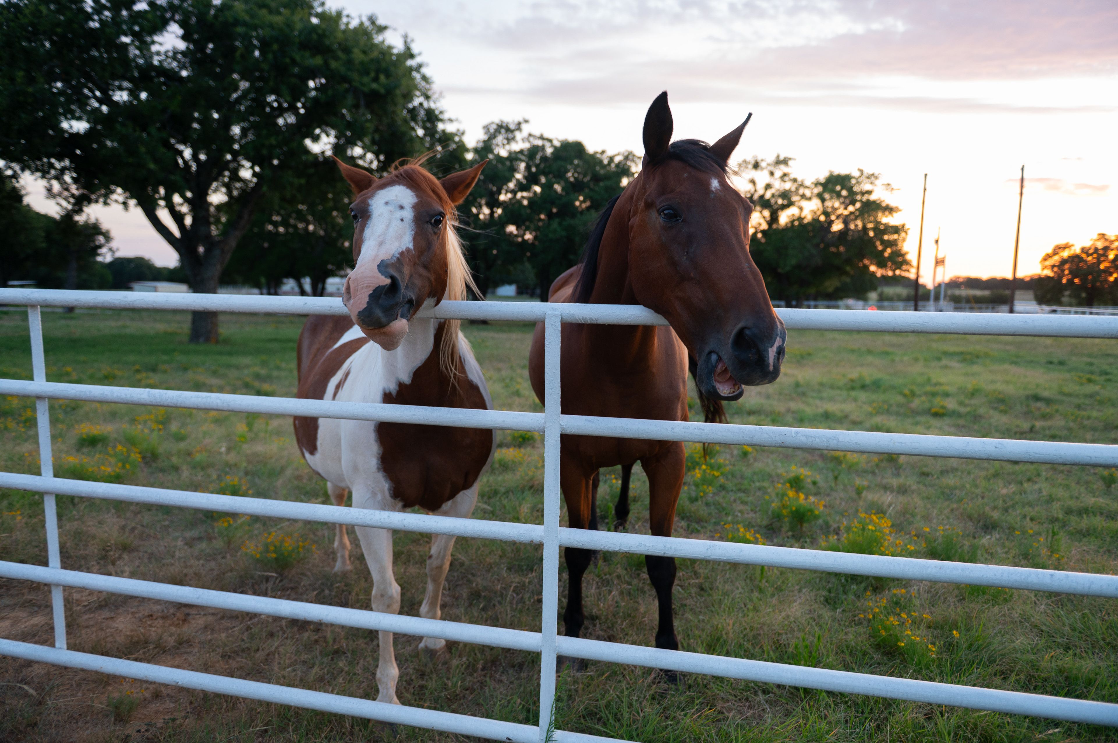 Horses On-Site | Fire Pit (Wood Provided) | Single-Story Home